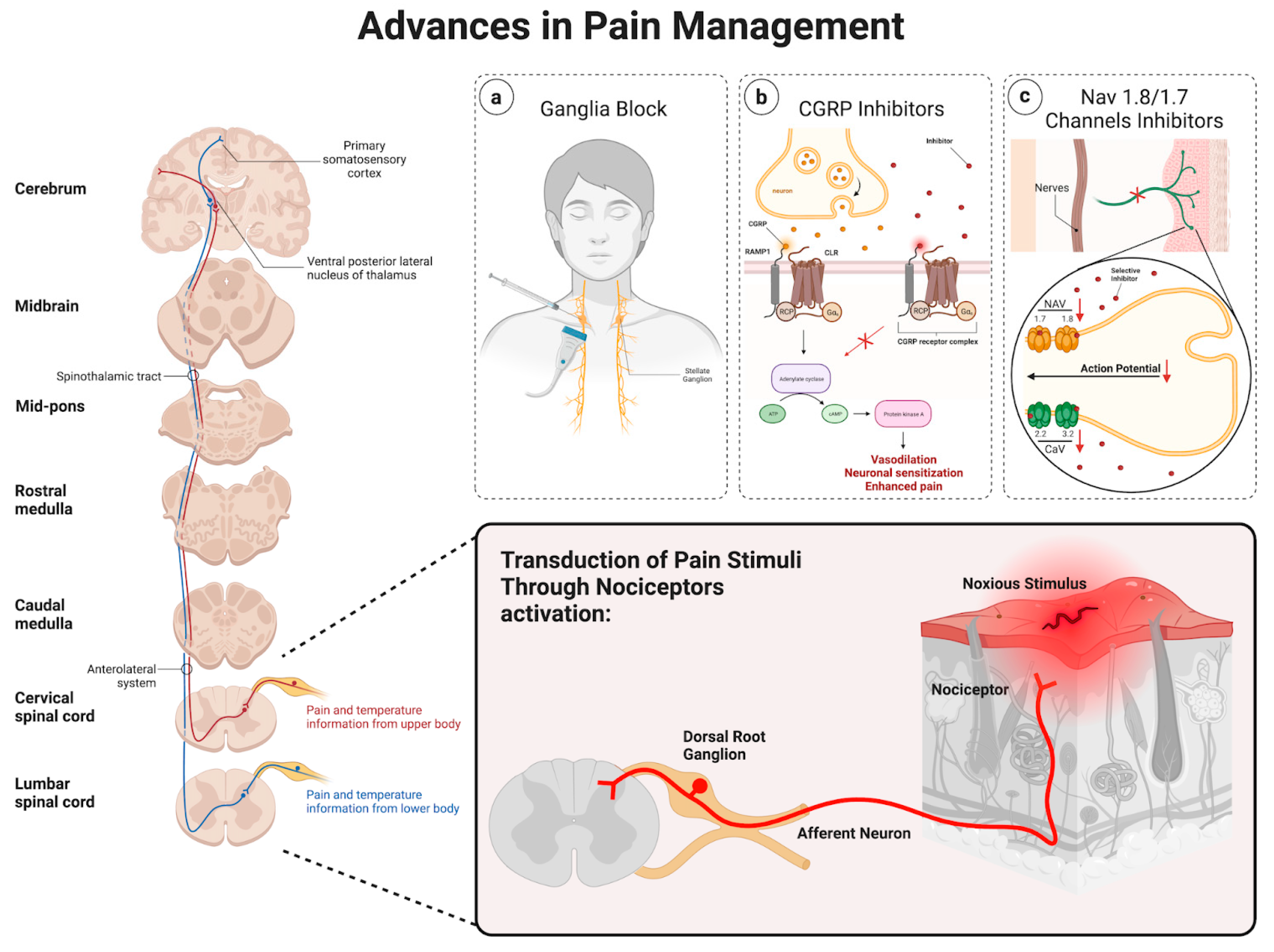 Neuroglia 05 00002 g002