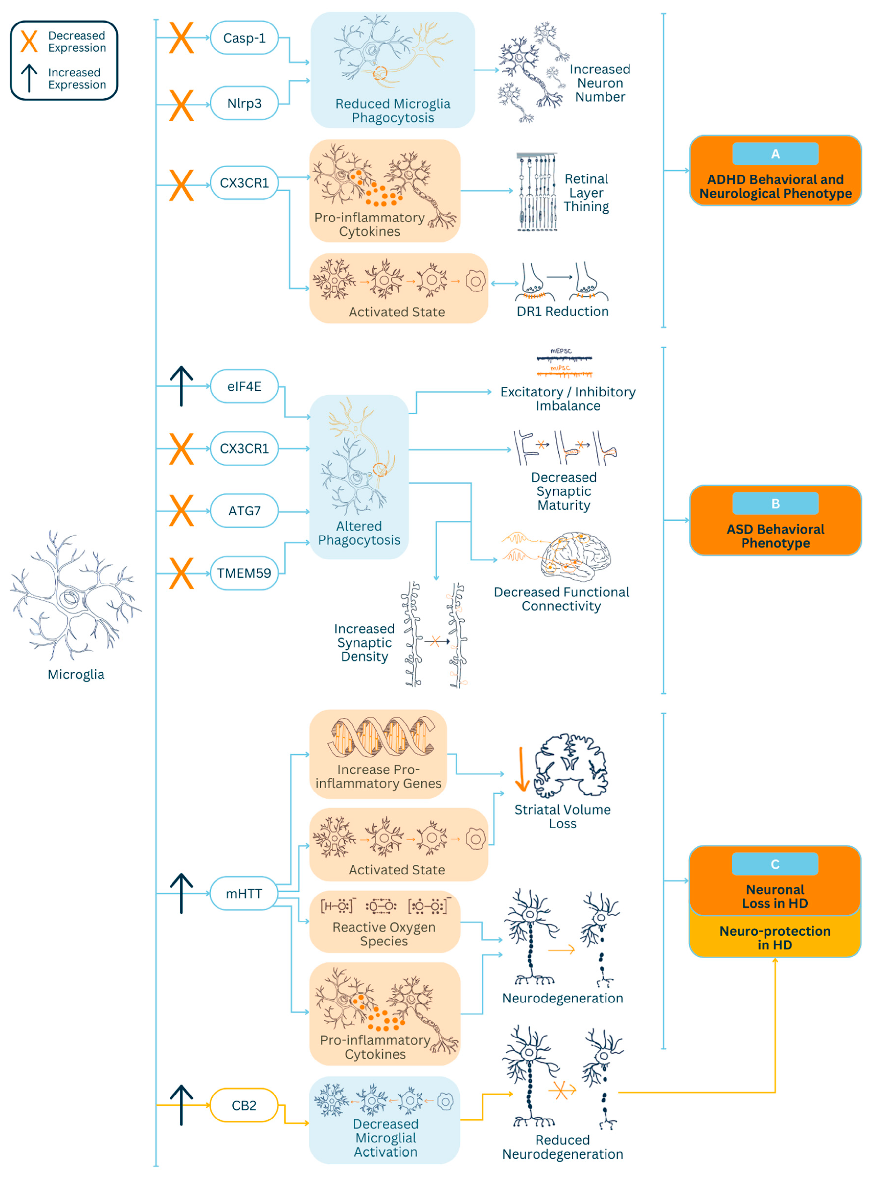 Neuroglia 05 00009 g001