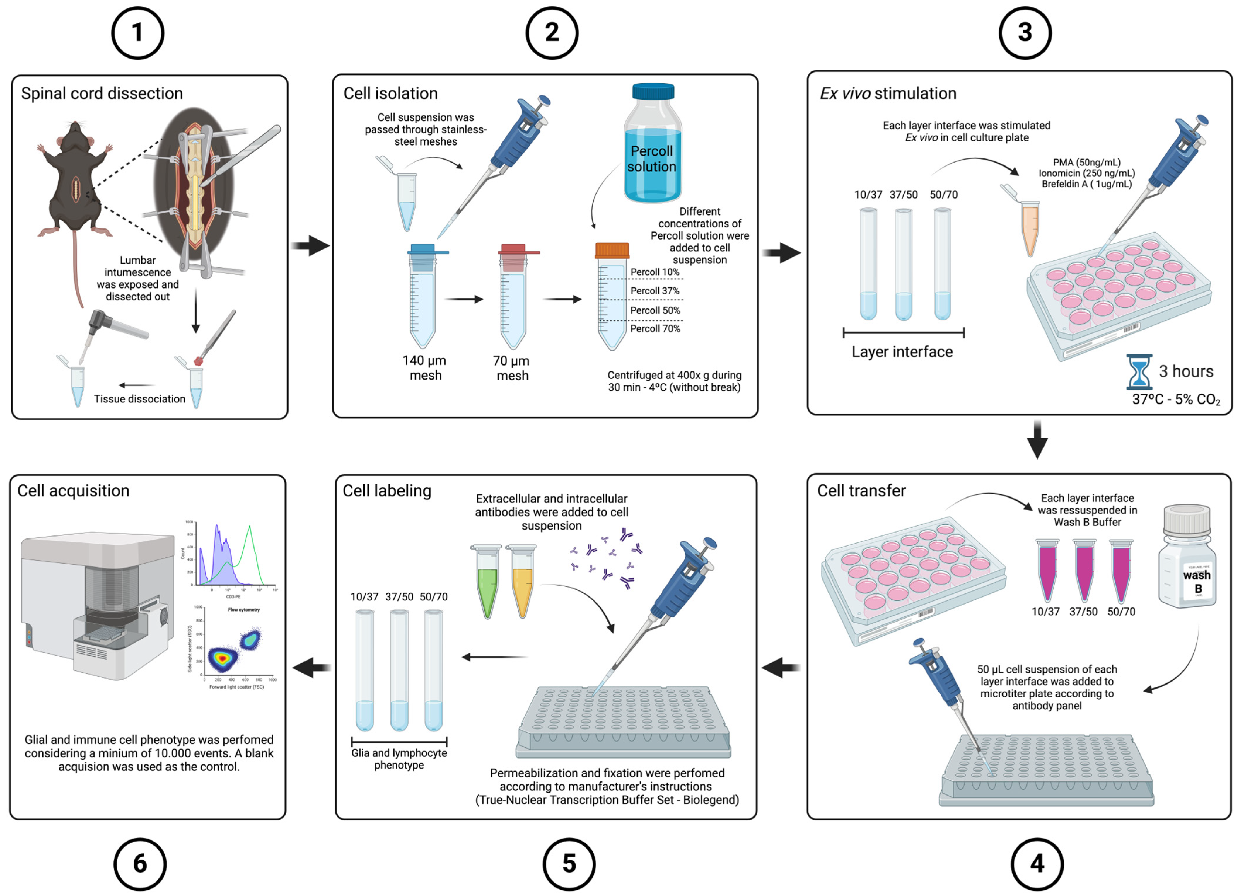 Neuroglia 05 00010 g001