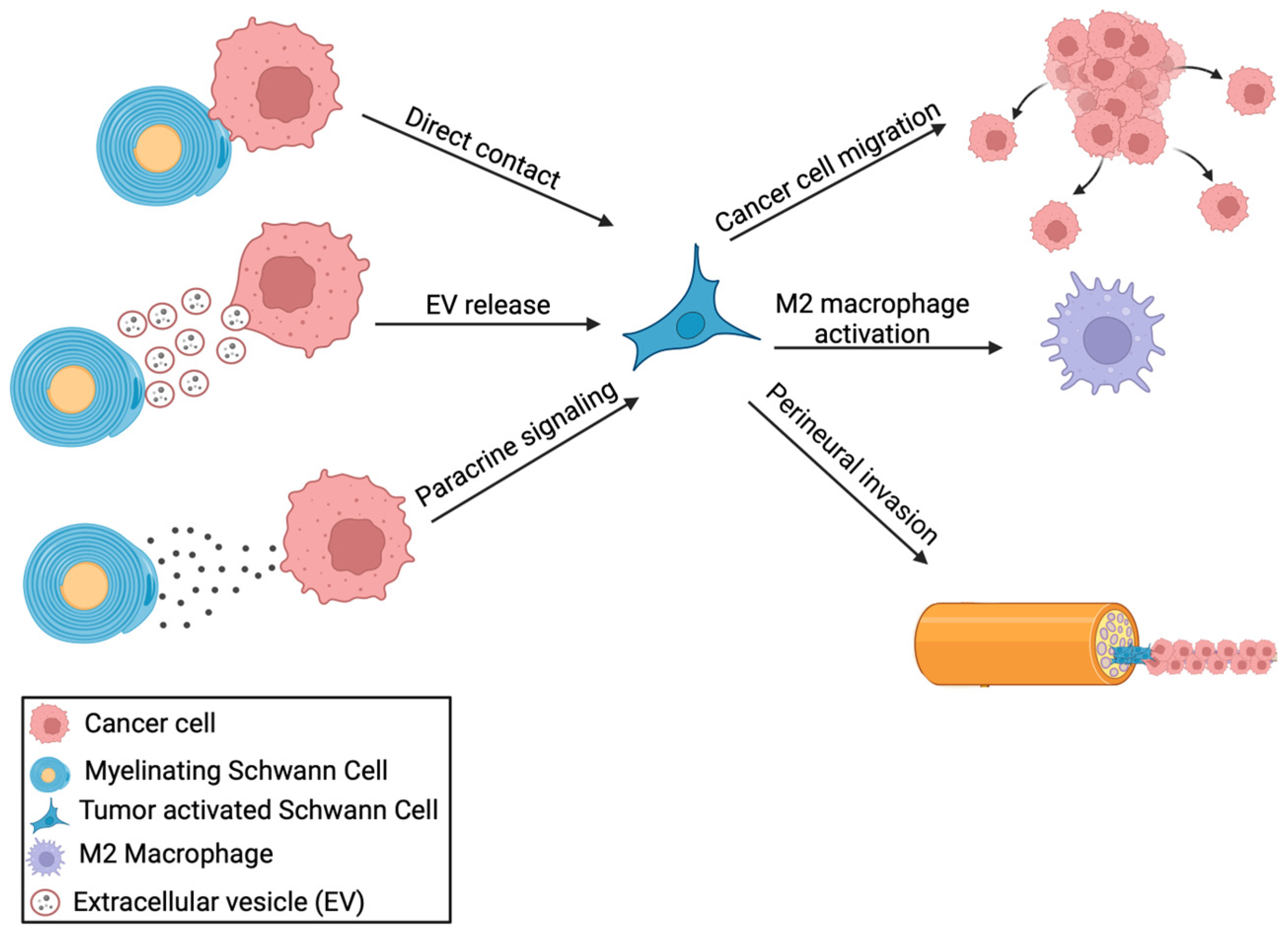 Neuroglia 05 00012 g001