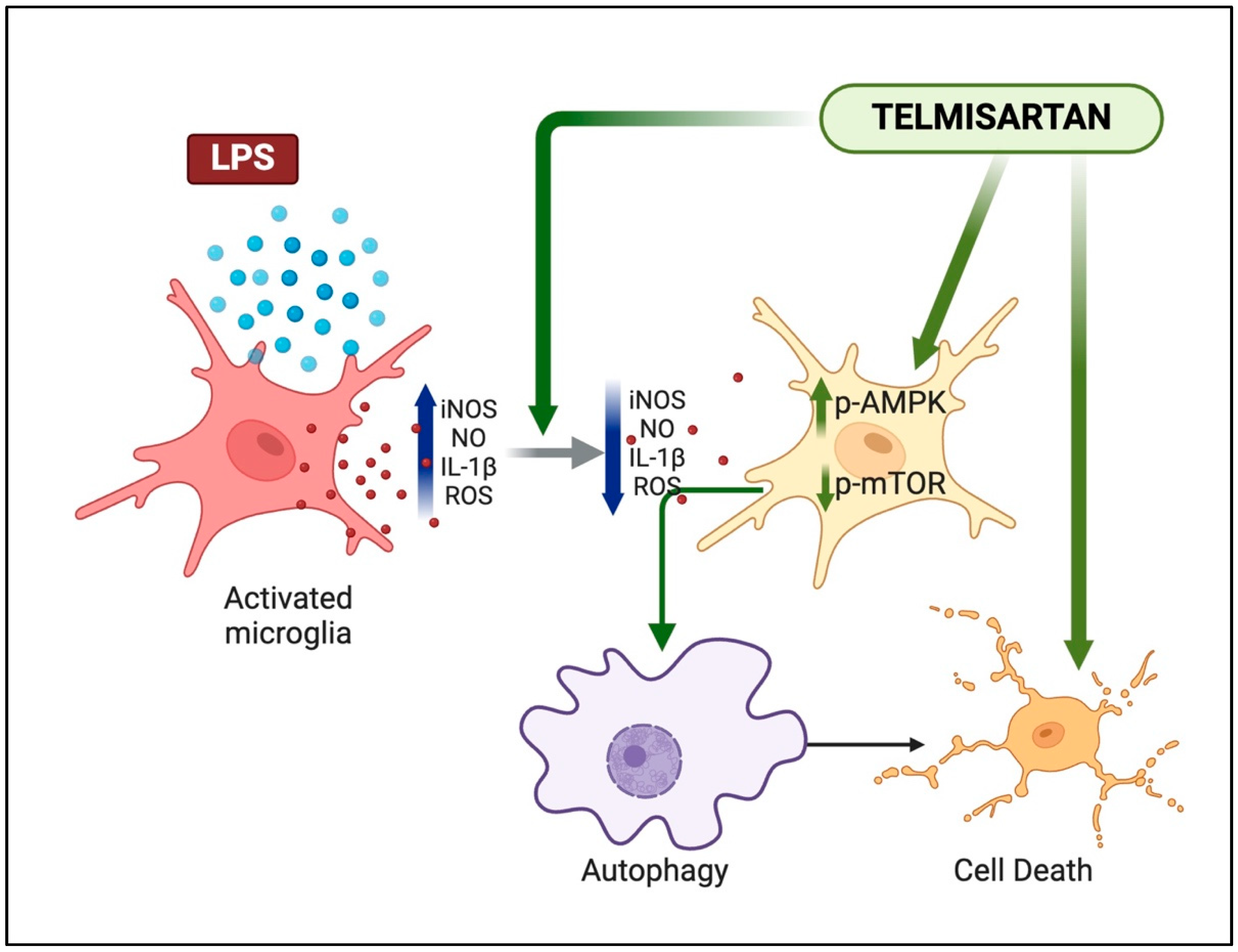 Neuroglia 05 00014 g009