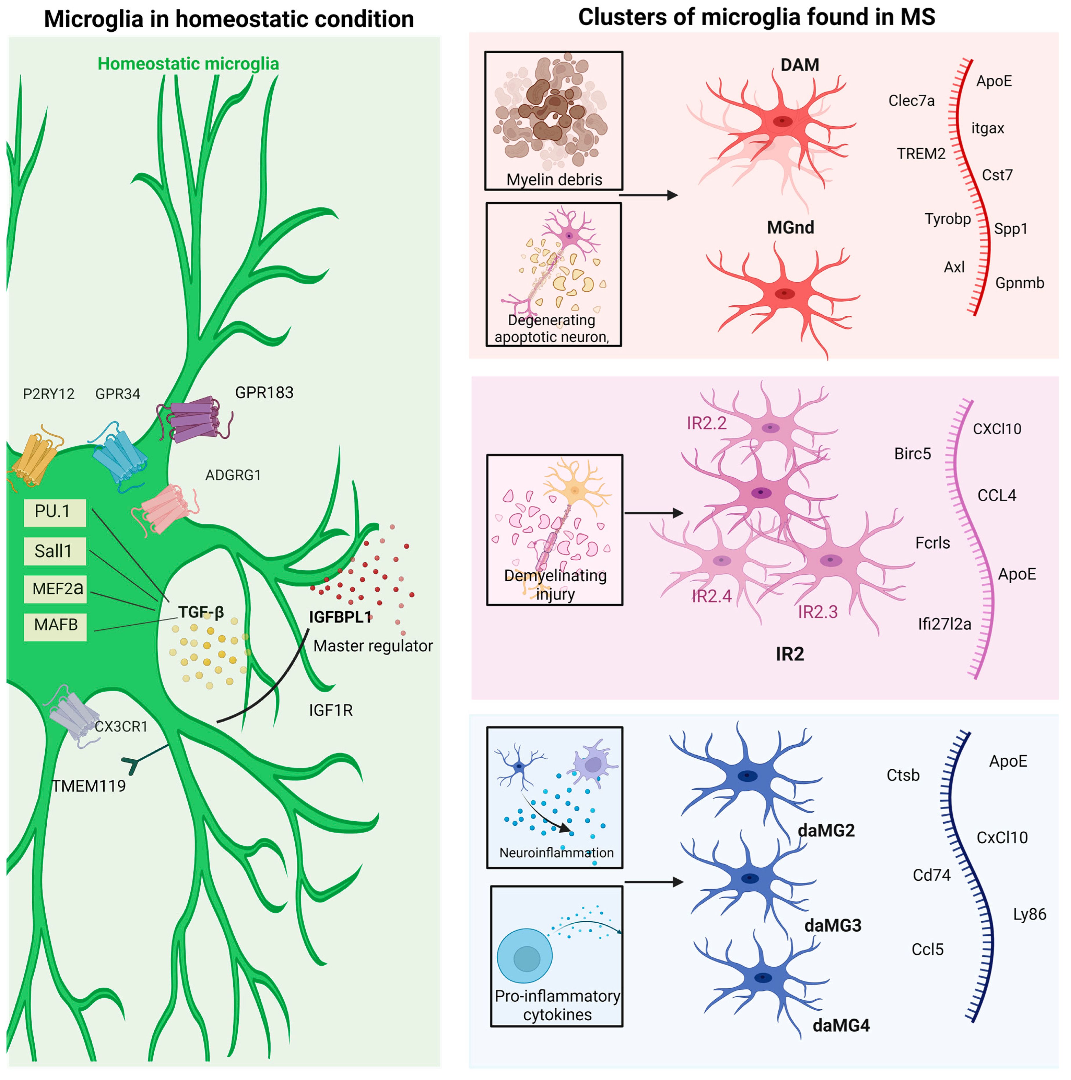 Neuroglia 05 00017 g002