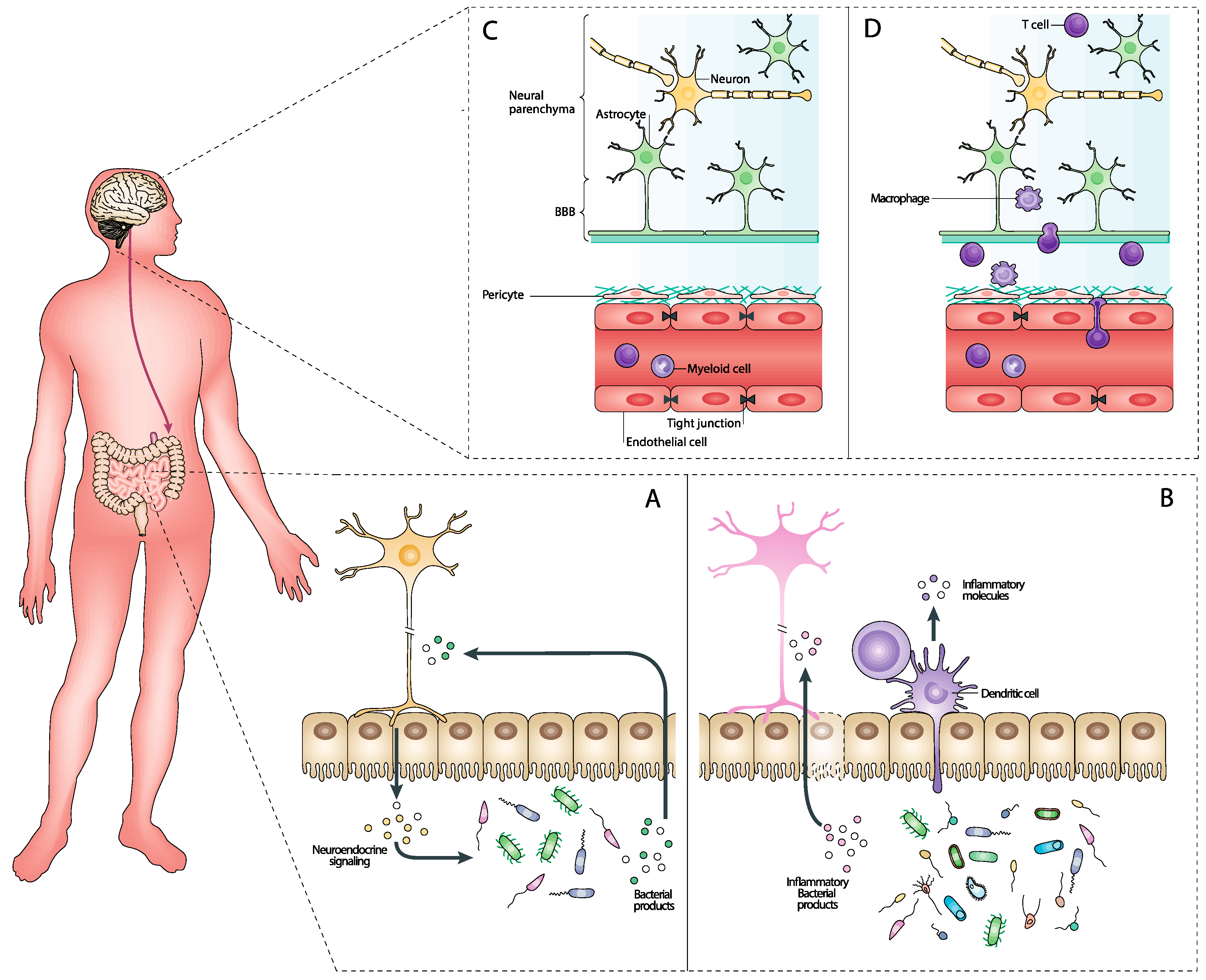 Neuroglia 05 00018 g002