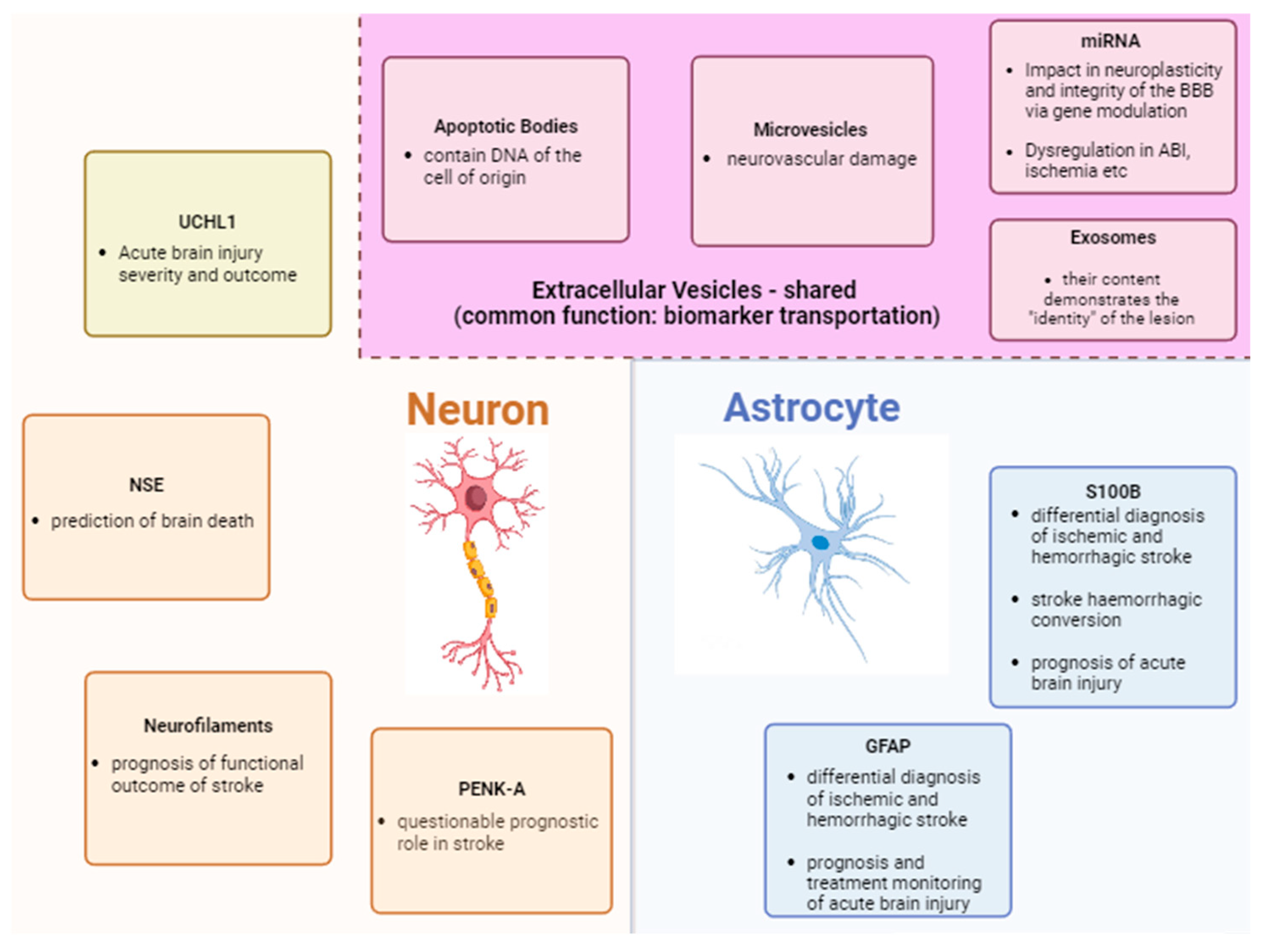 Neuroglia 05 00024 g001