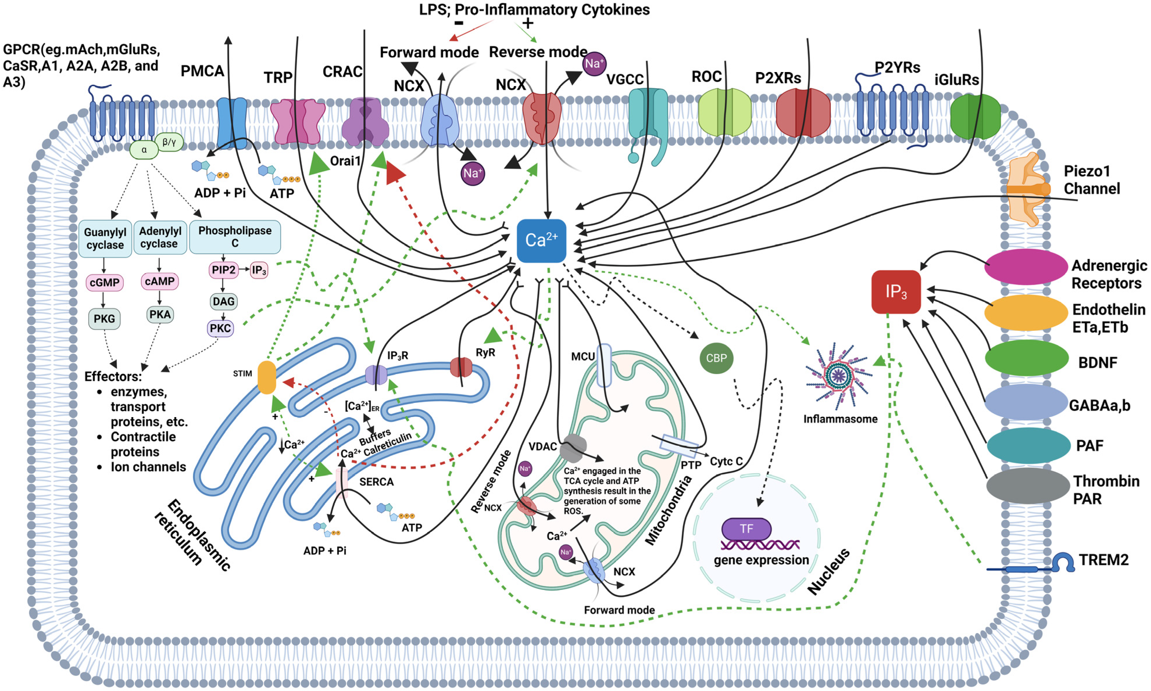 Neuroglia 05 00027 g001