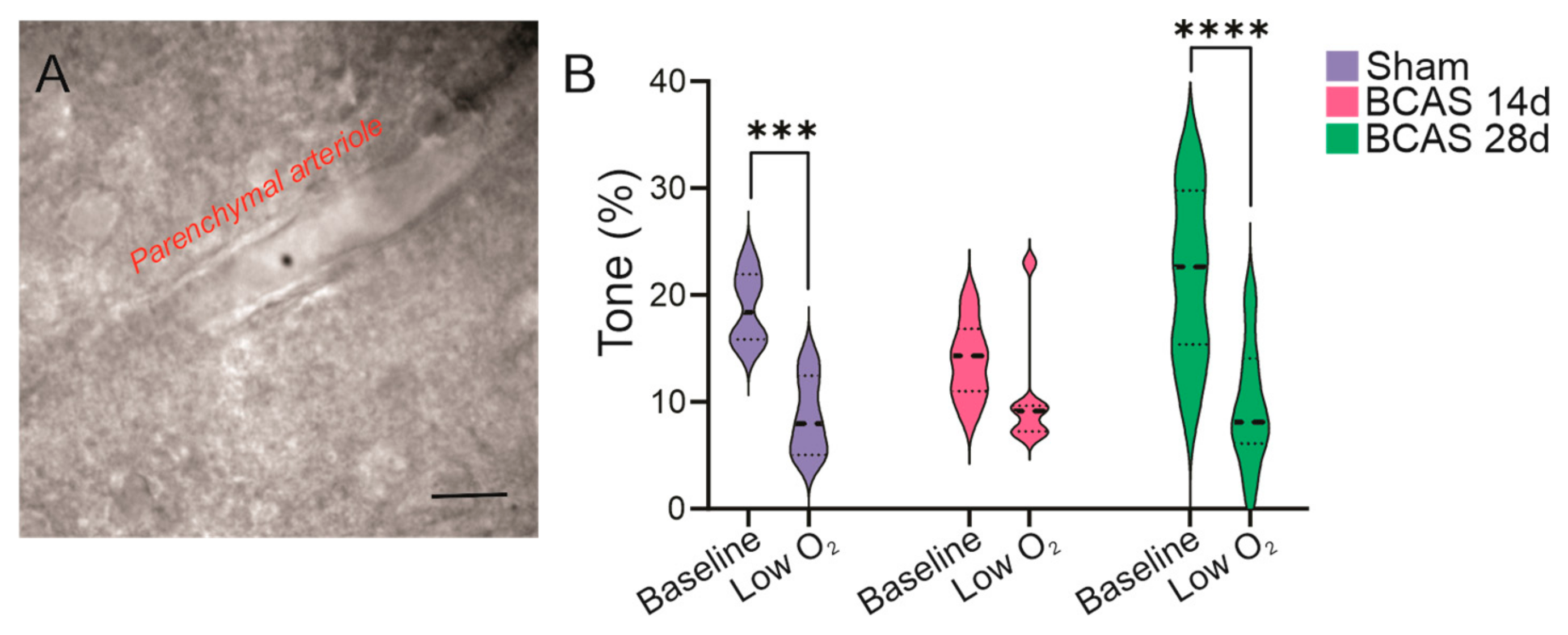 Neuroglia 05 00032 g003
