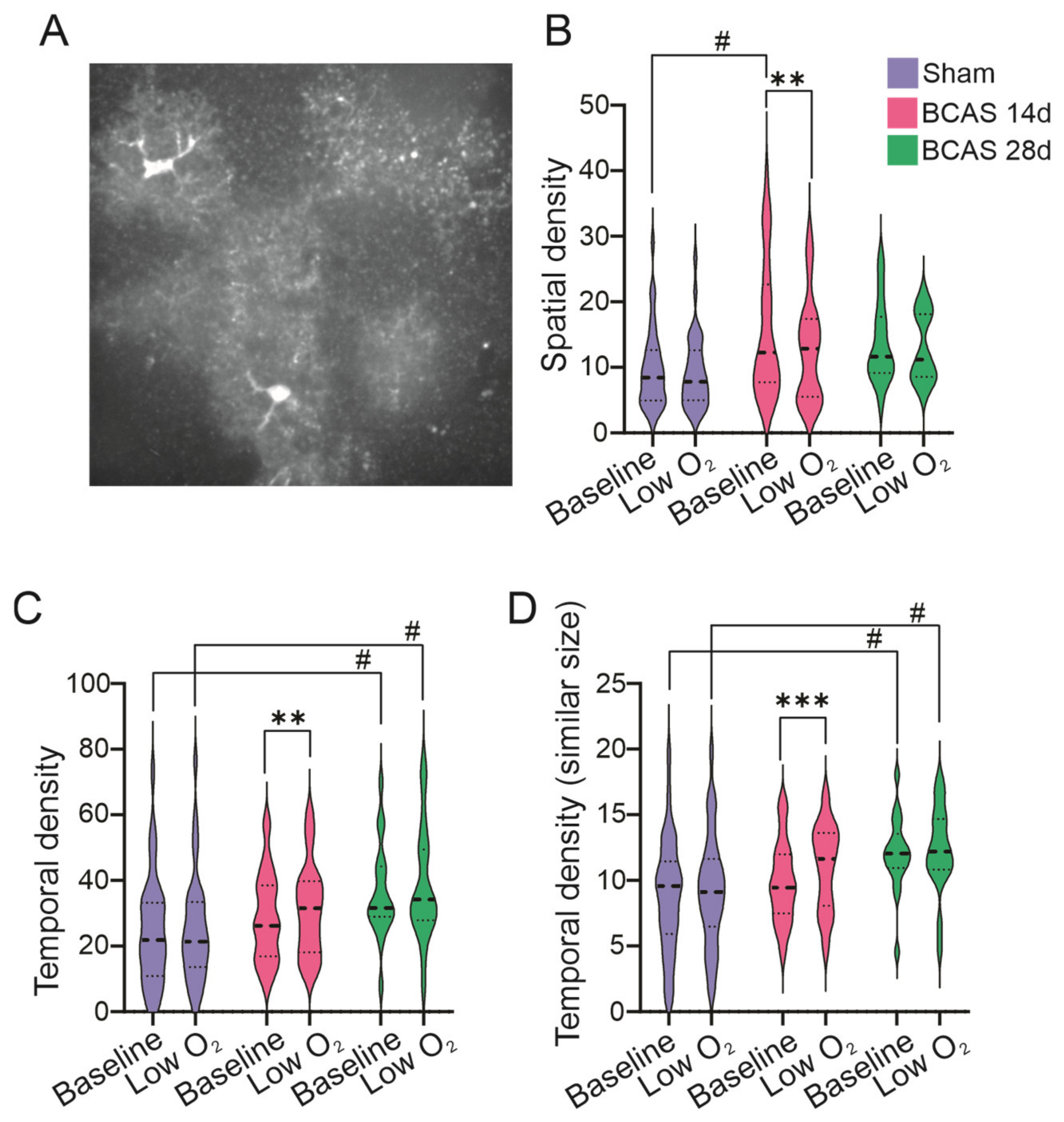 Neuroglia 05 00032 g006