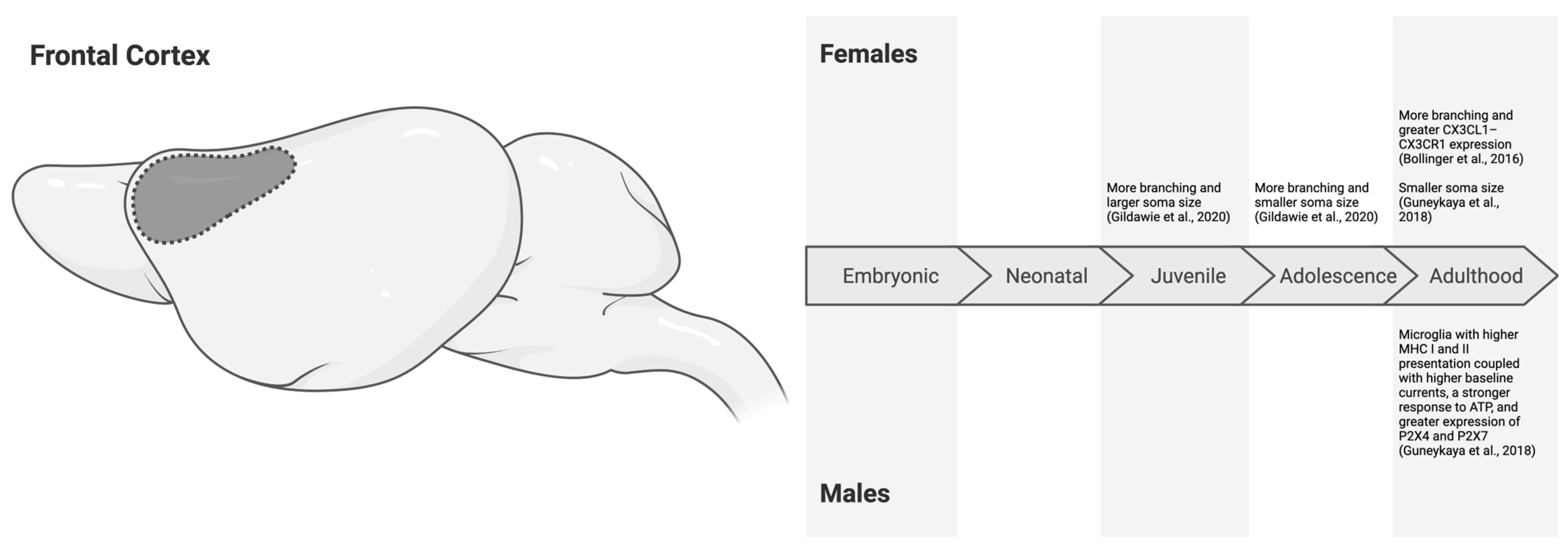 Neuroglia 06 00002 g002