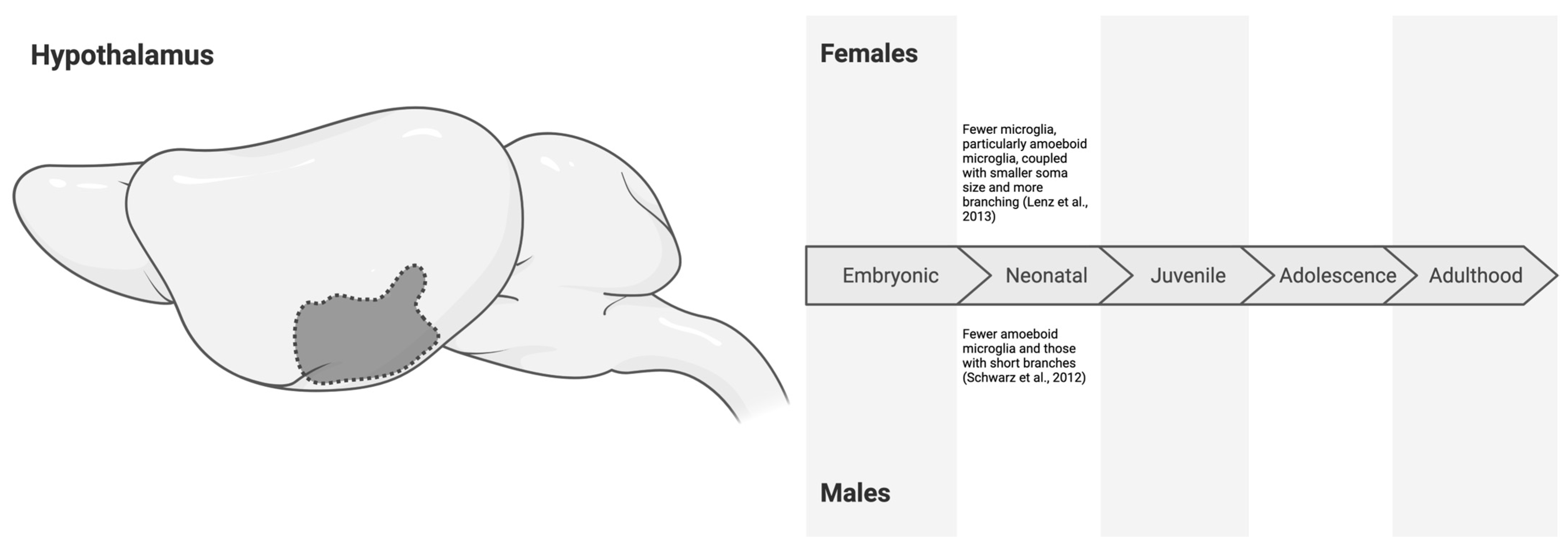 Neuroglia 06 00002 g005