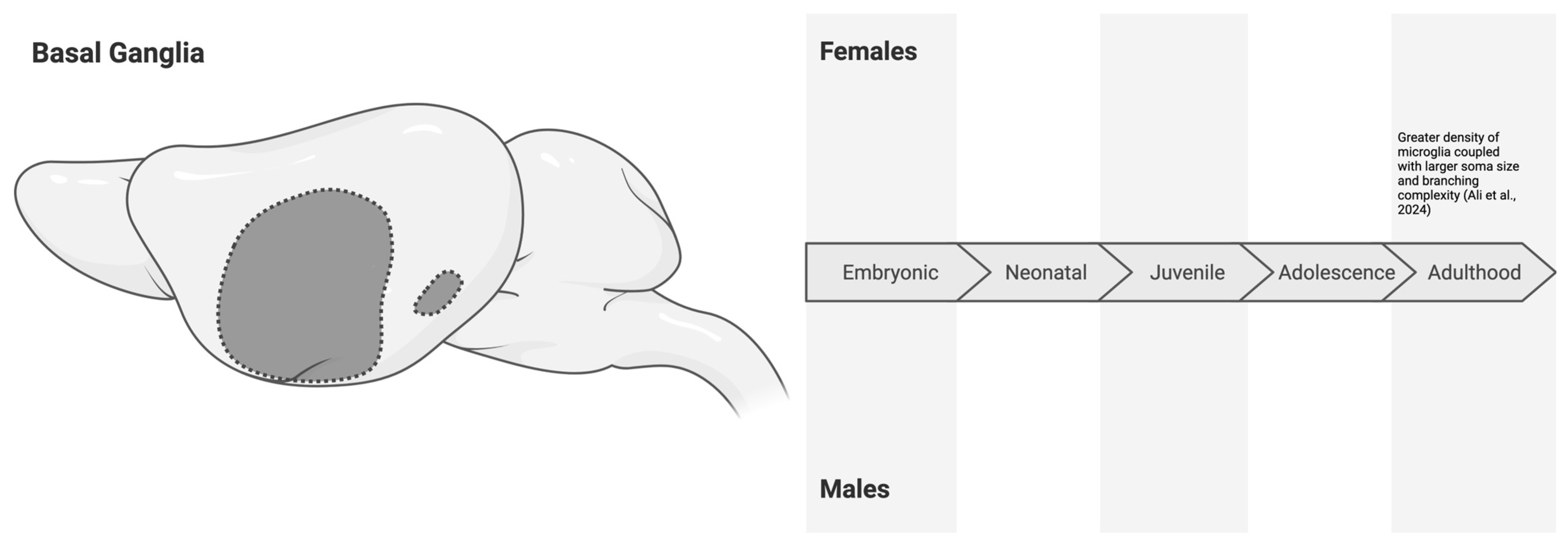 Neuroglia 06 00002 g006