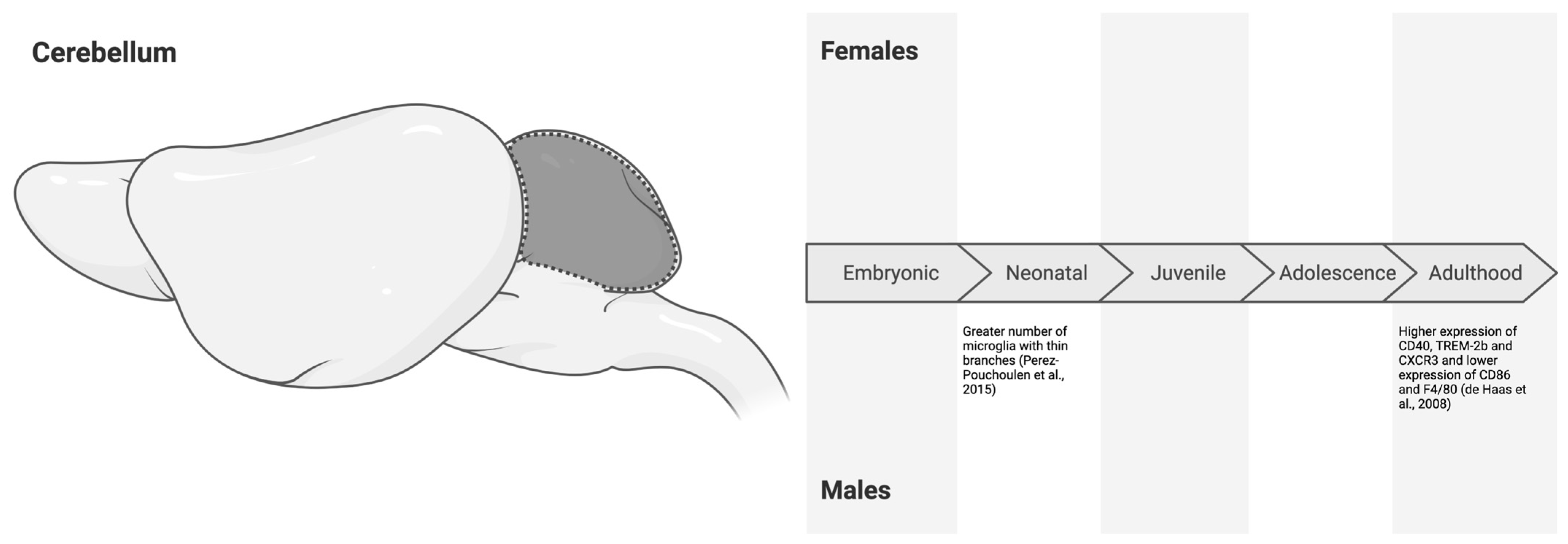 Neuroglia 06 00002 g007