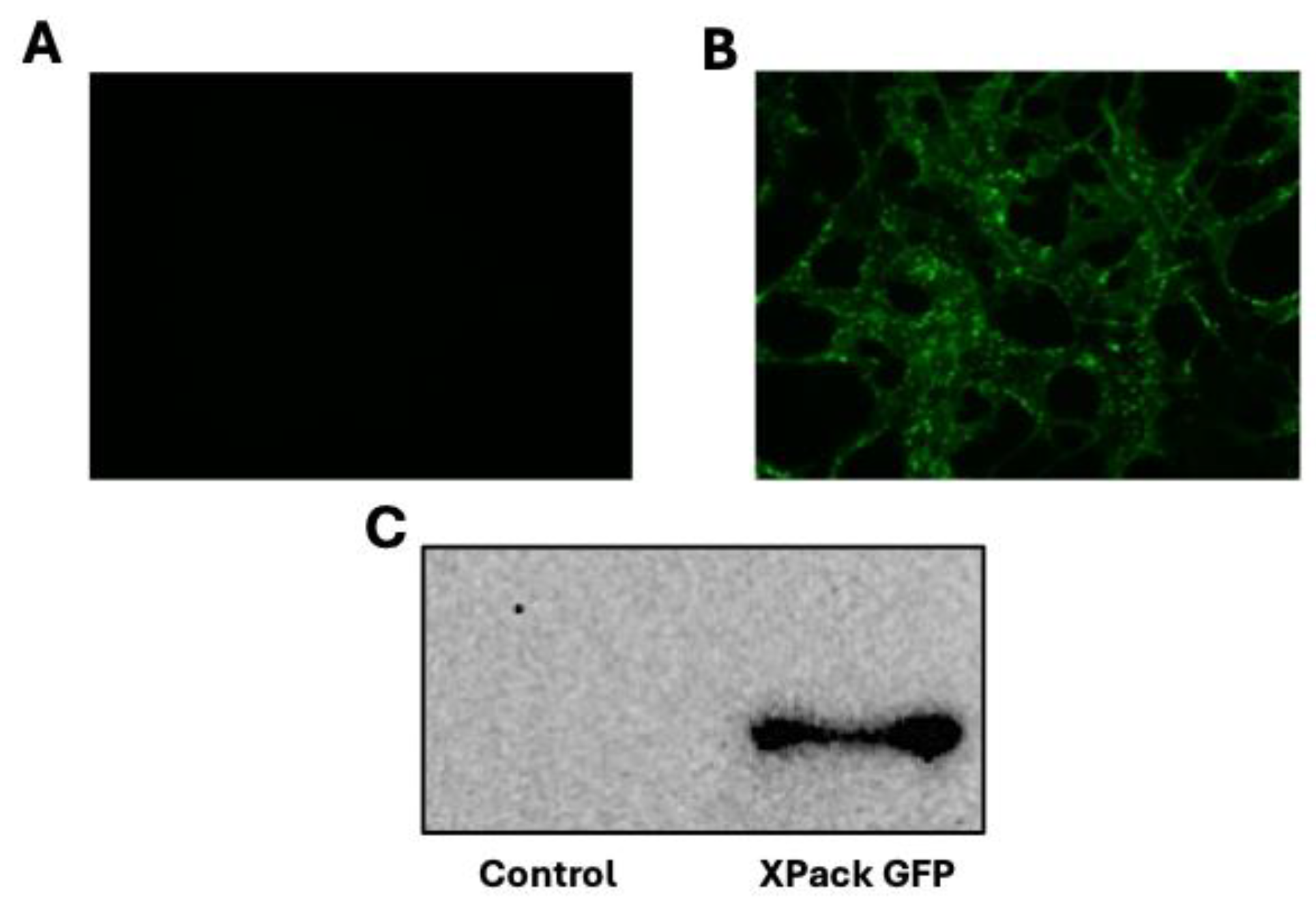 Neuroglia 06 00003 g001