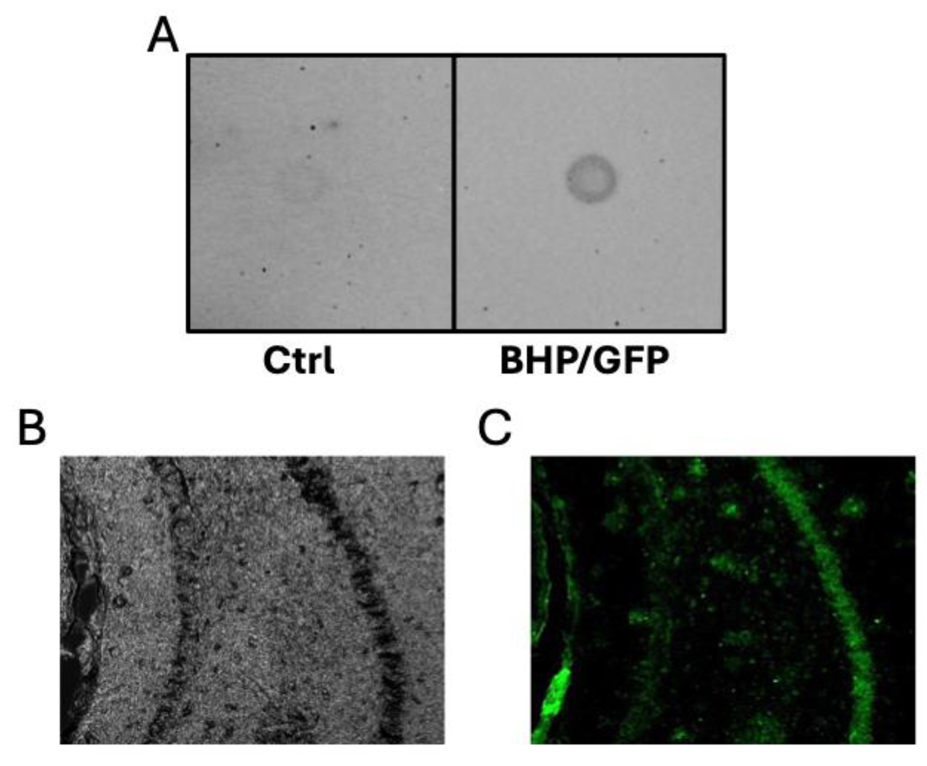 Neuroglia 06 00003 g005