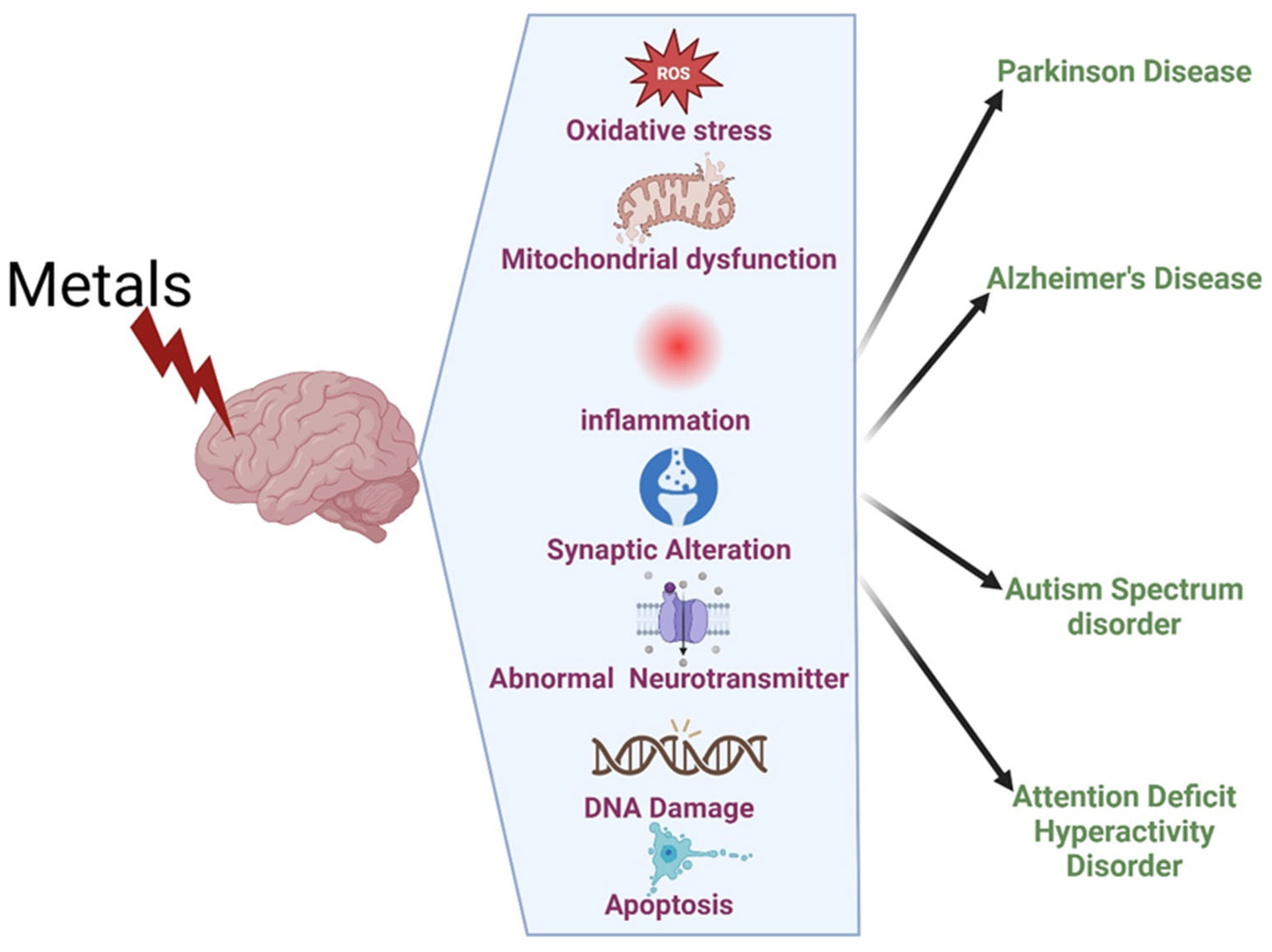 Neuroglia 06 00004 g001