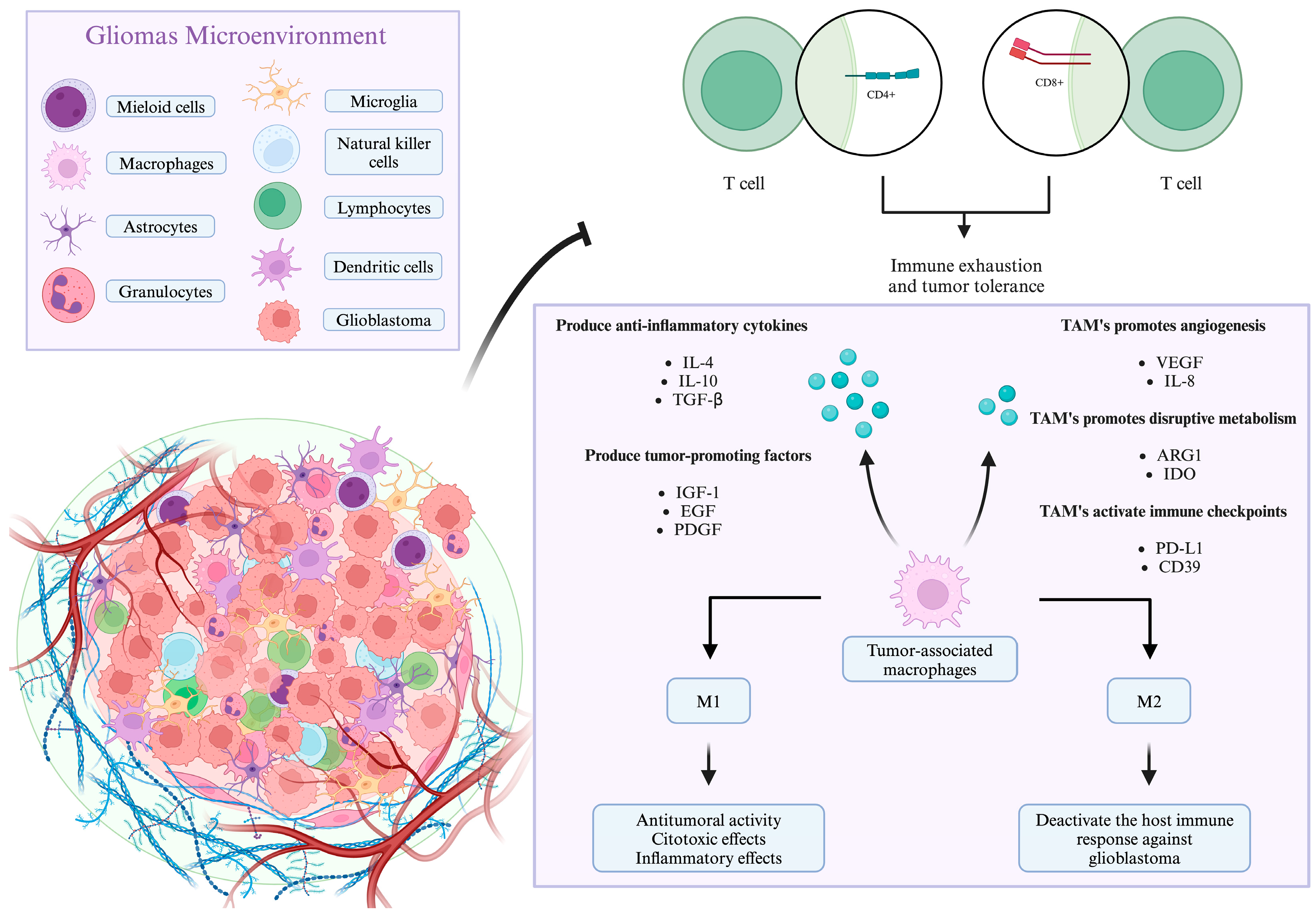 Neuroglia 06 00005 g002