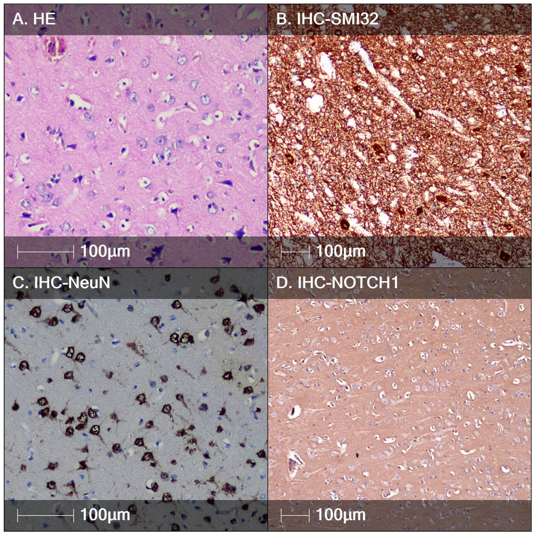 Neuroglia 06 00007 g001