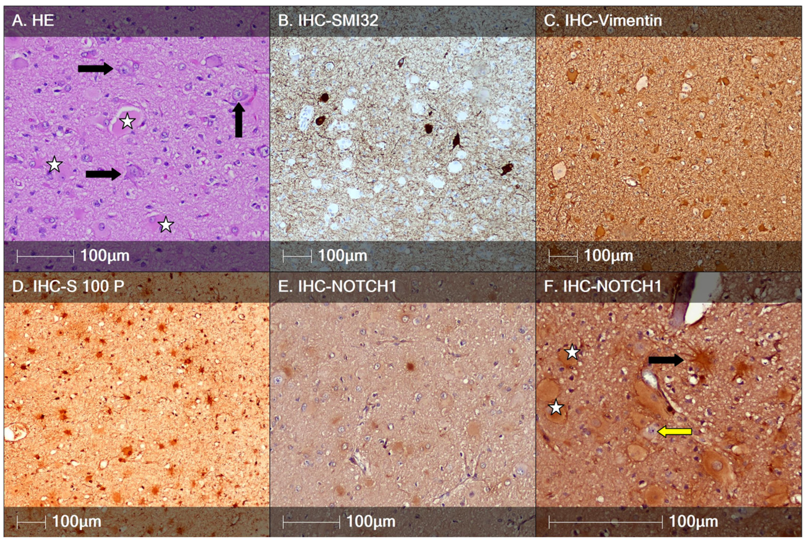 Neuroglia 06 00007 g002