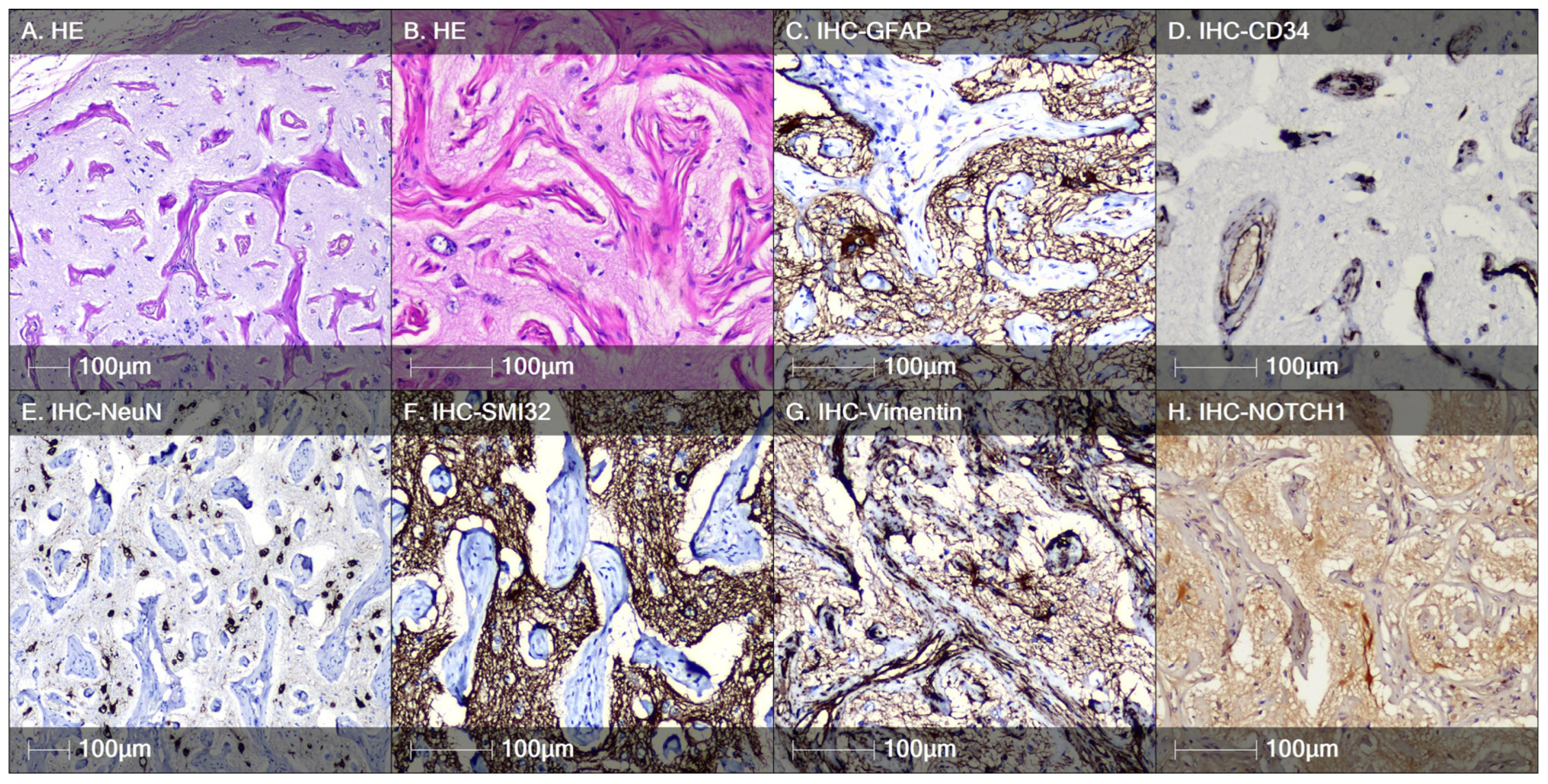 Neuroglia 06 00007 g006