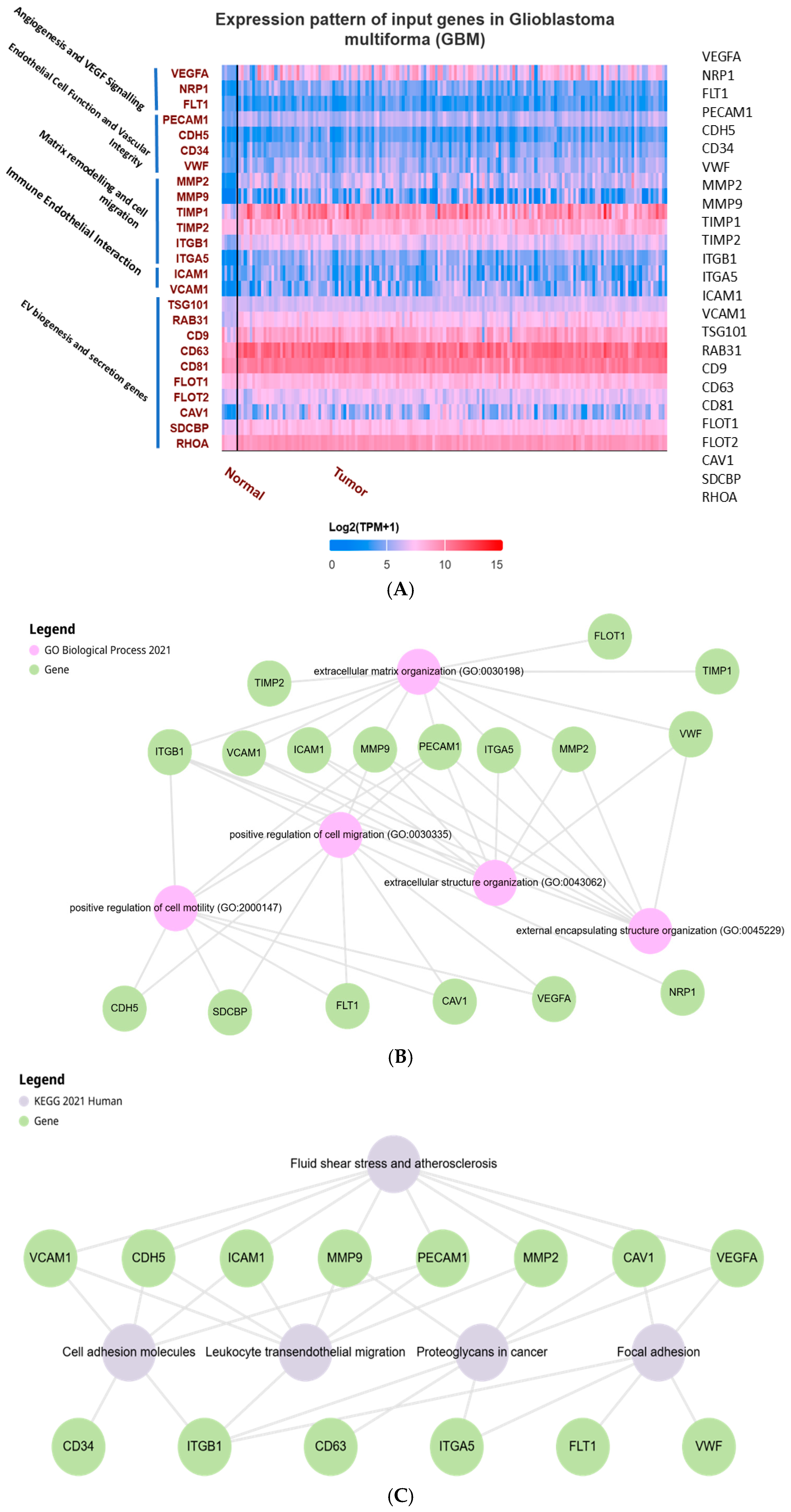 Neuroglia 06 00008 g001