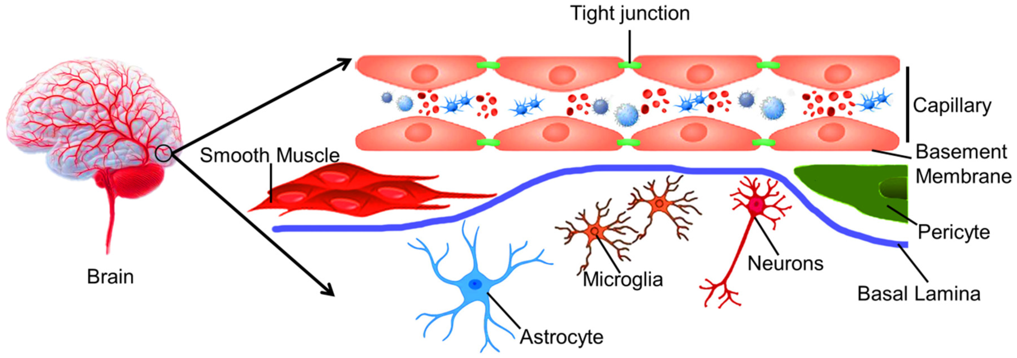 Neuroglia 06 00009 g001
