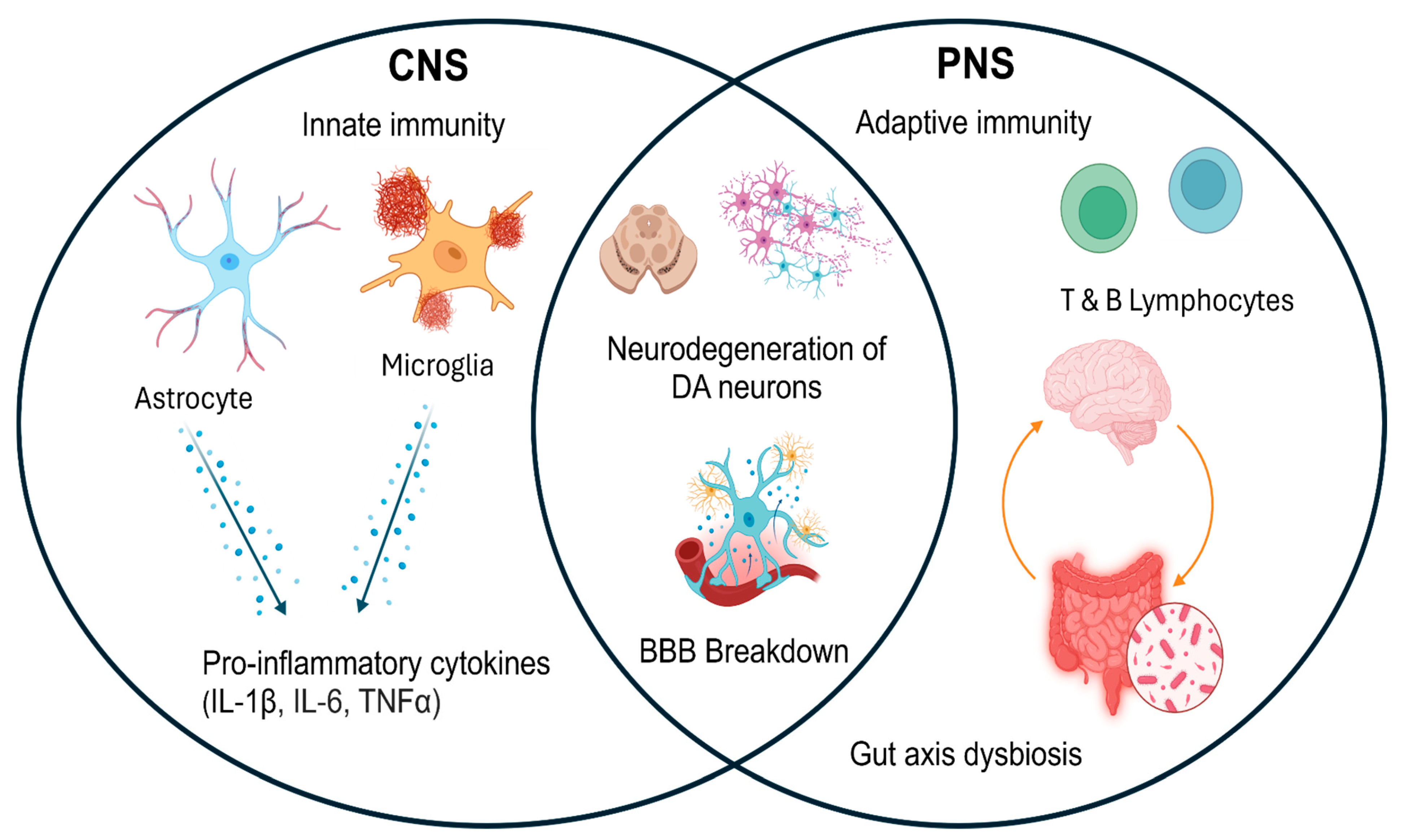 Neuroglia 06 00017 g001