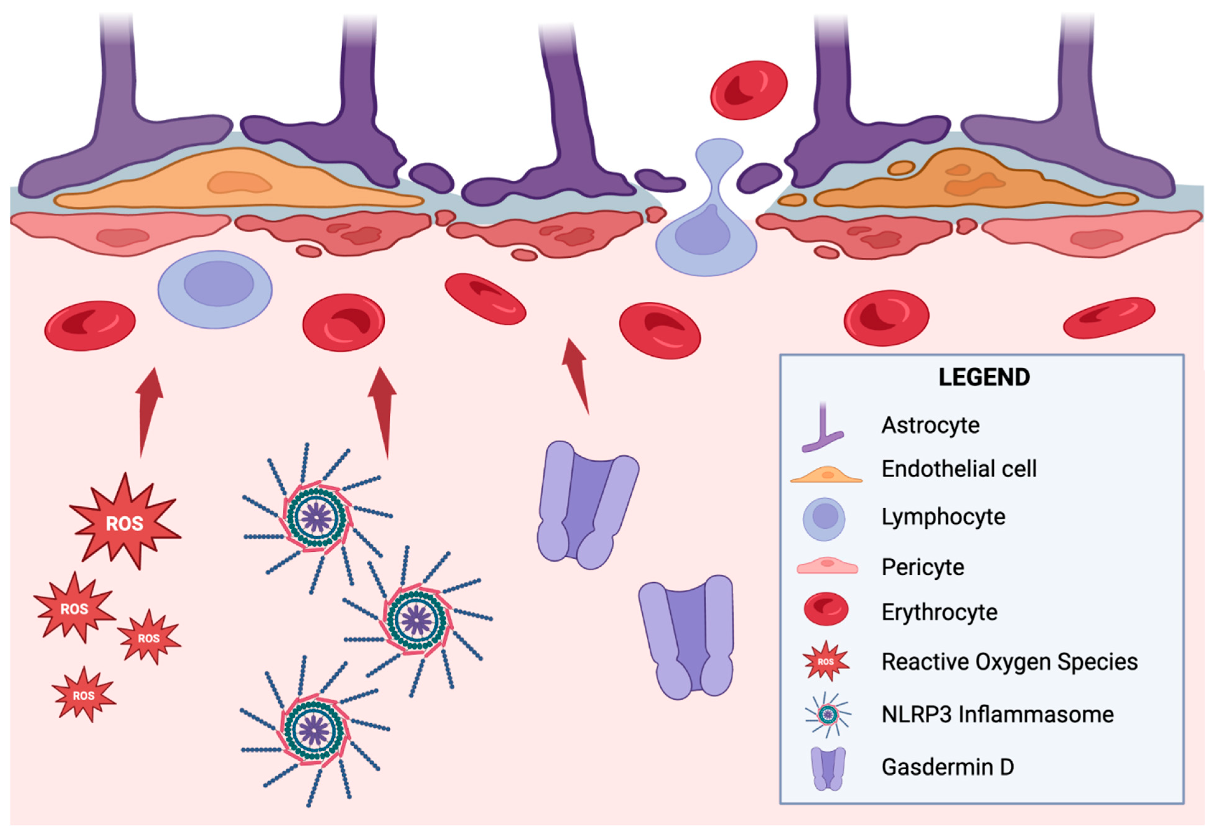 Neuroglia 06 00017 g002