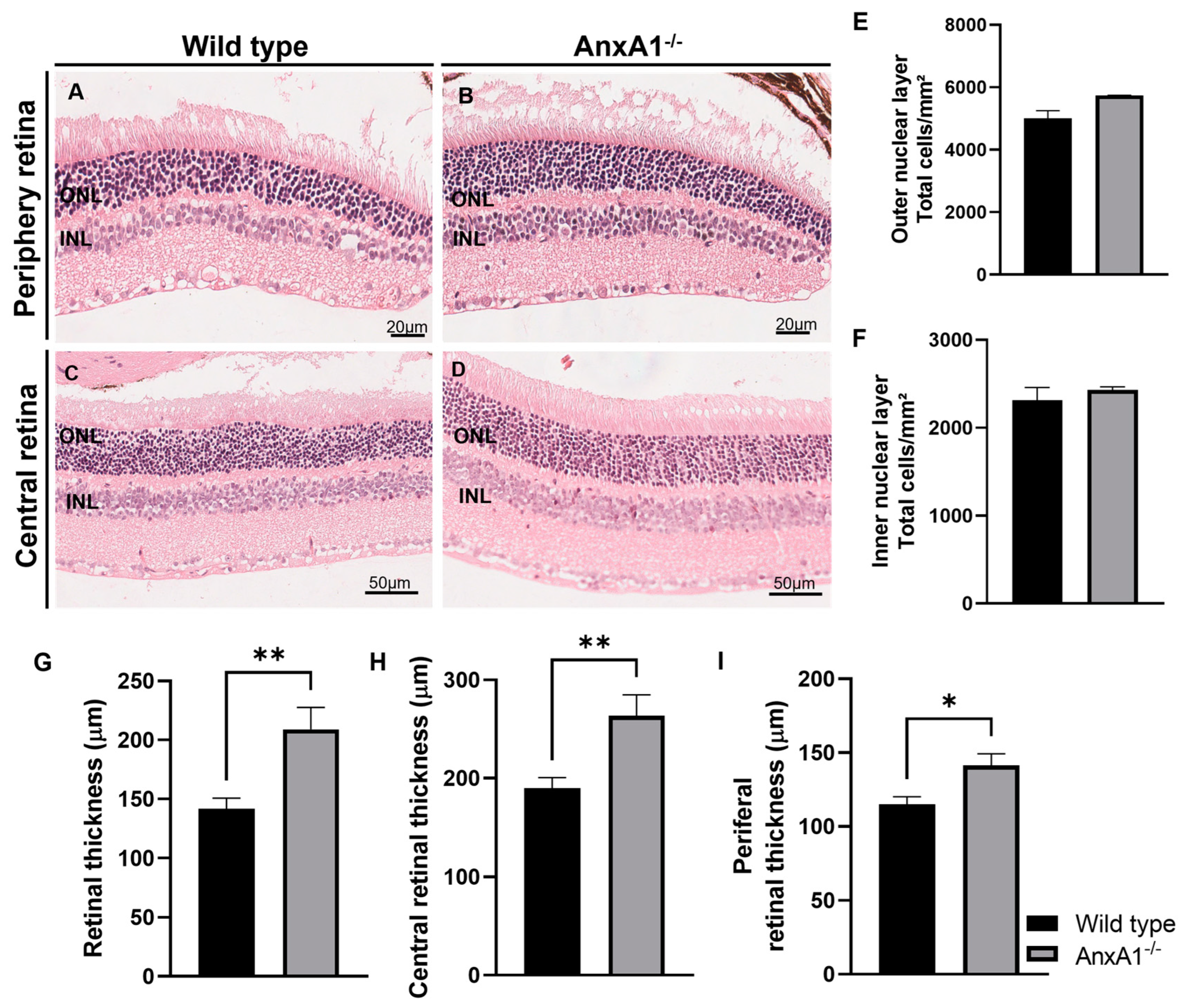 Neuroglia 06 00019 g004