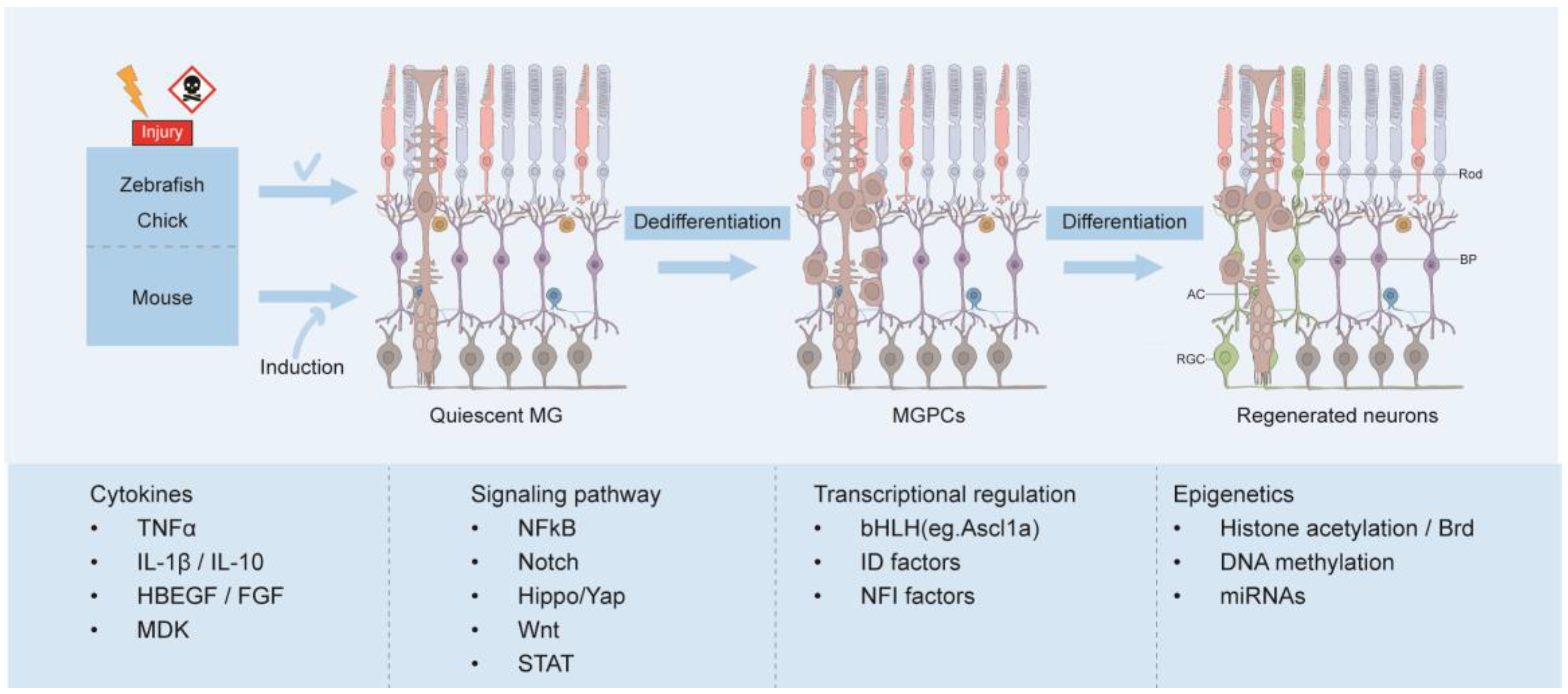 Neuroglia 06 00020 g002
