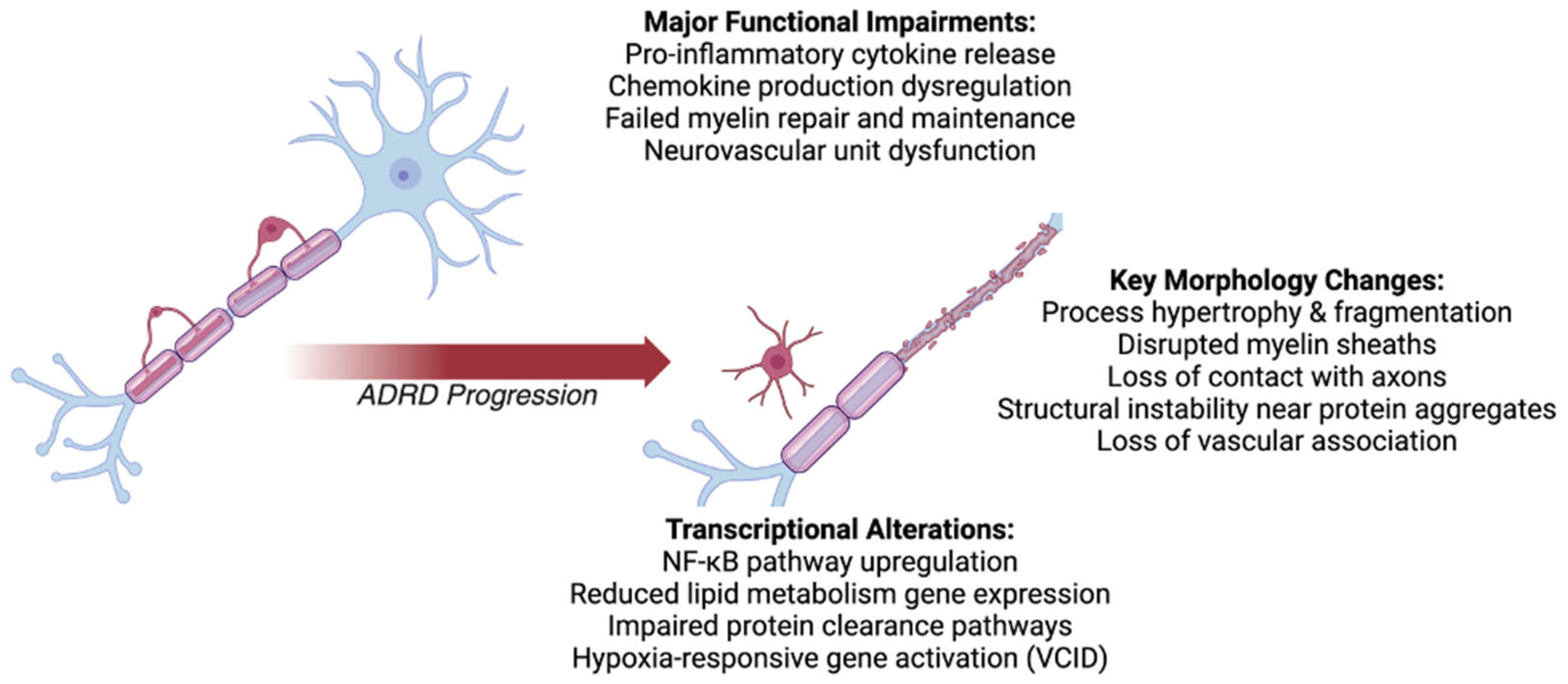 Neuroglia 06 00022 g003