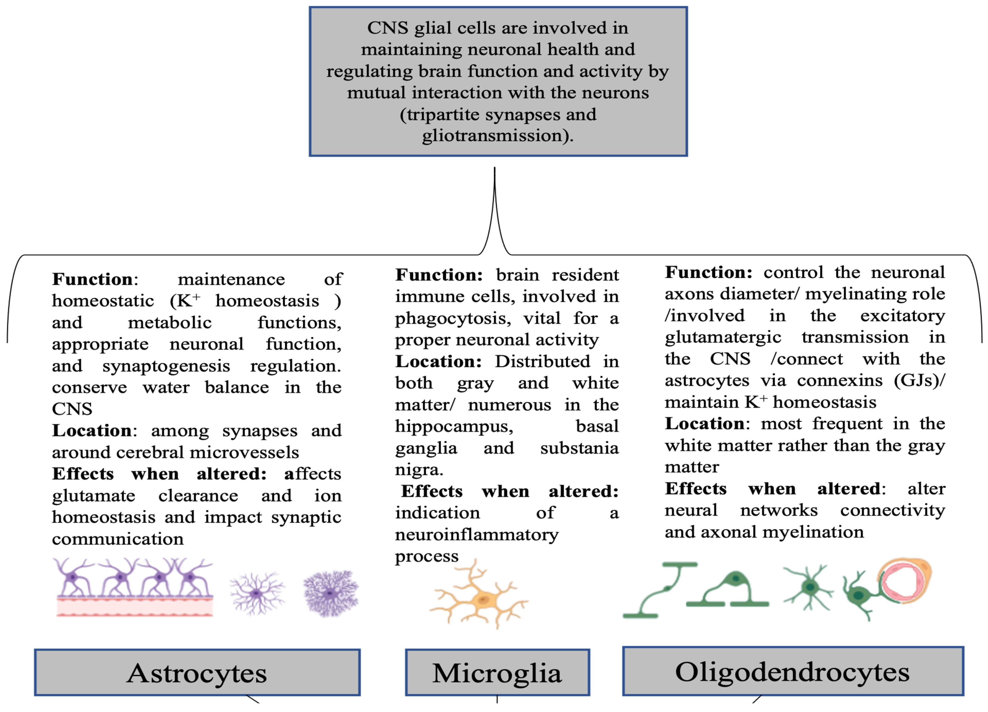 Neuroglia 06 00024 g001 Neuroglia 06 00024 g001