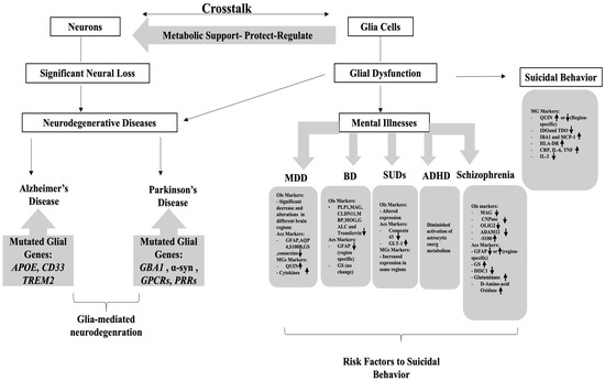 Neuroglia 06 00024 g003