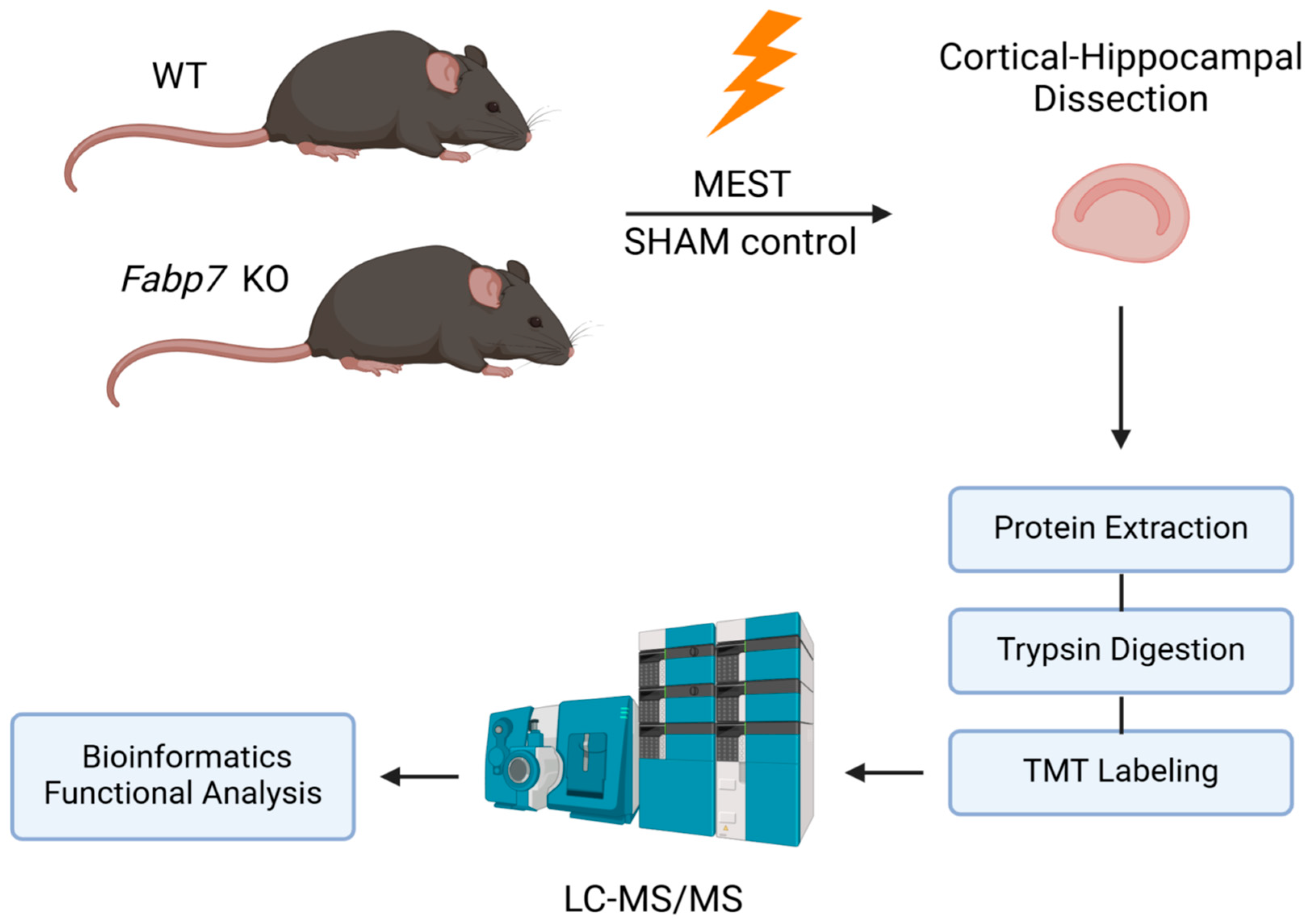 Neuroglia 06 00033 g001 Neuroglia 06 00033 g001
