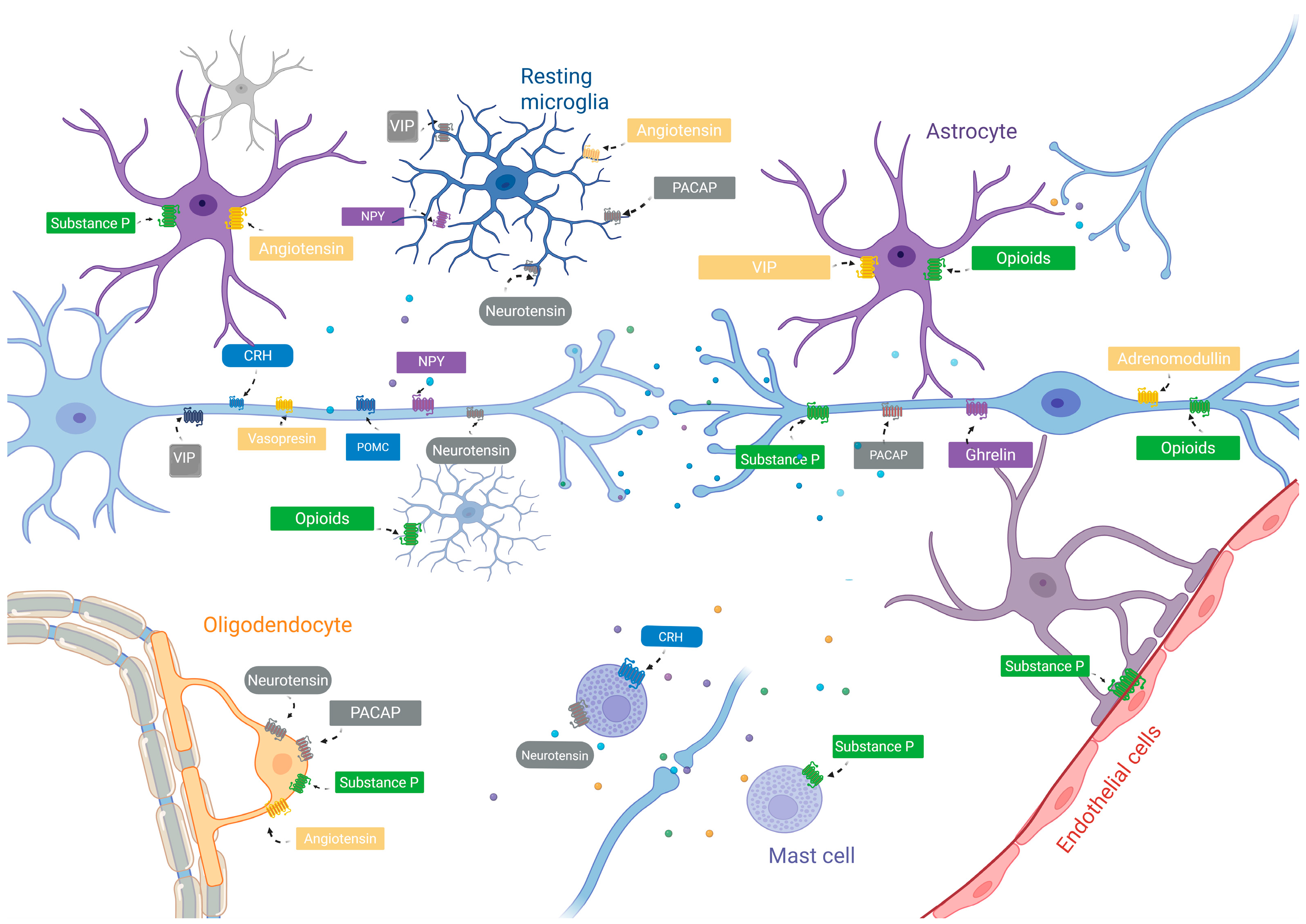Neuroglia 06 00035 g001
