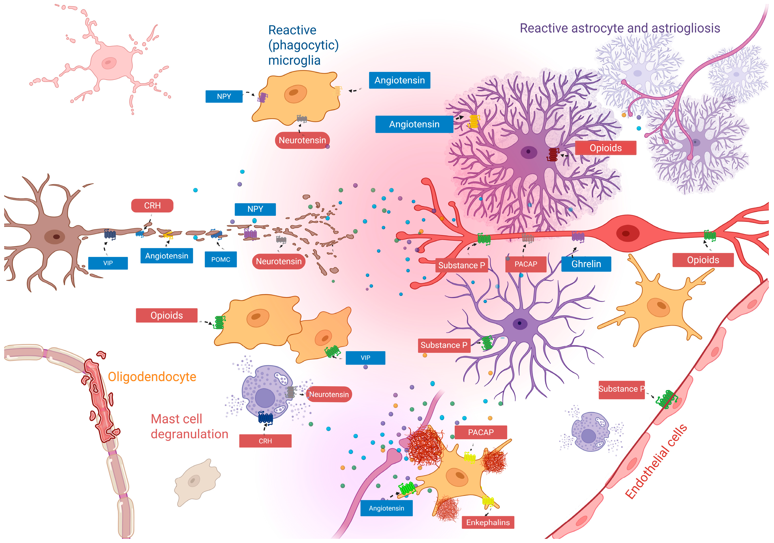 Neuroglia 06 00035 g002
