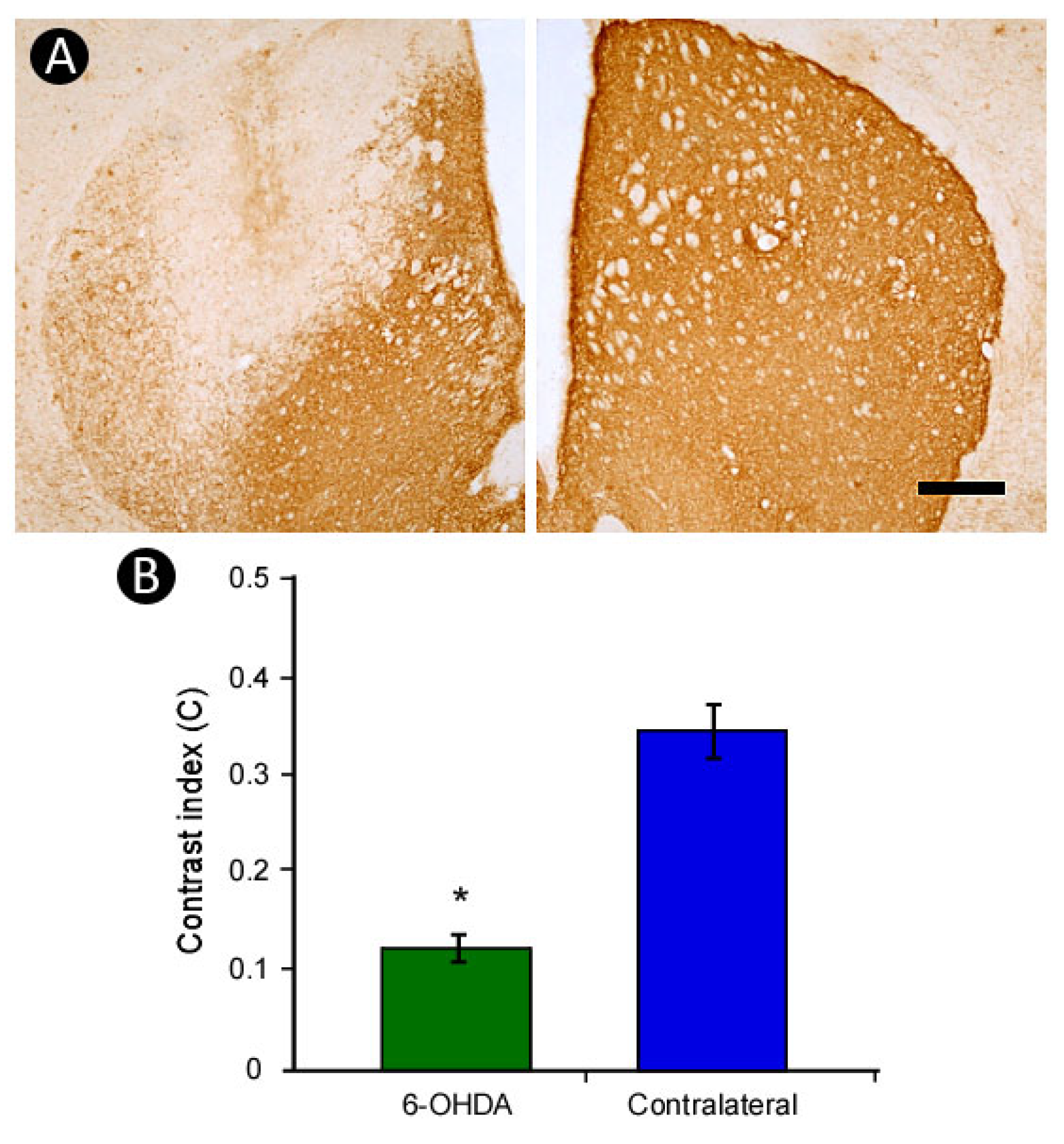 Neuroglia 06 00036 g003 Neuroglia 06 00036 g003