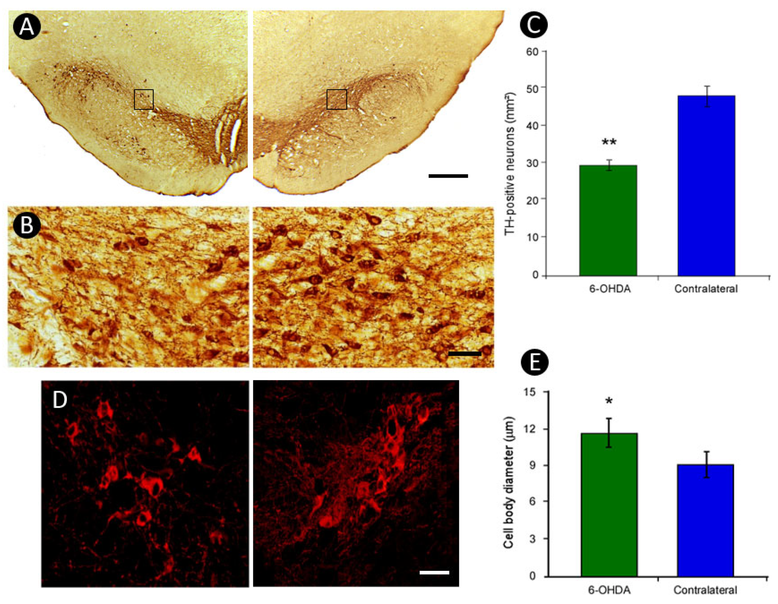 Neuroglia 06 00036 g004 Neuroglia 06 00036 g004