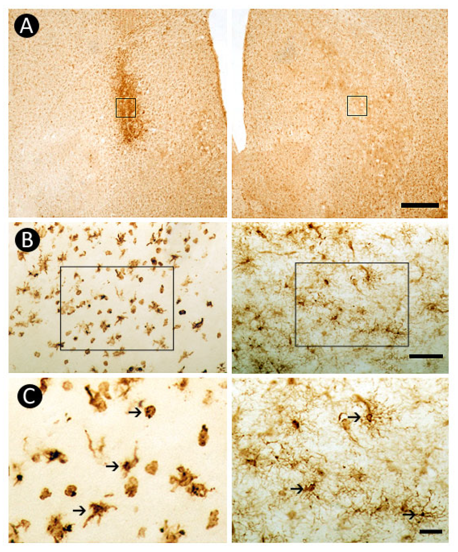 Neuroglia 06 00036 g005 Neuroglia 06 00036 g005