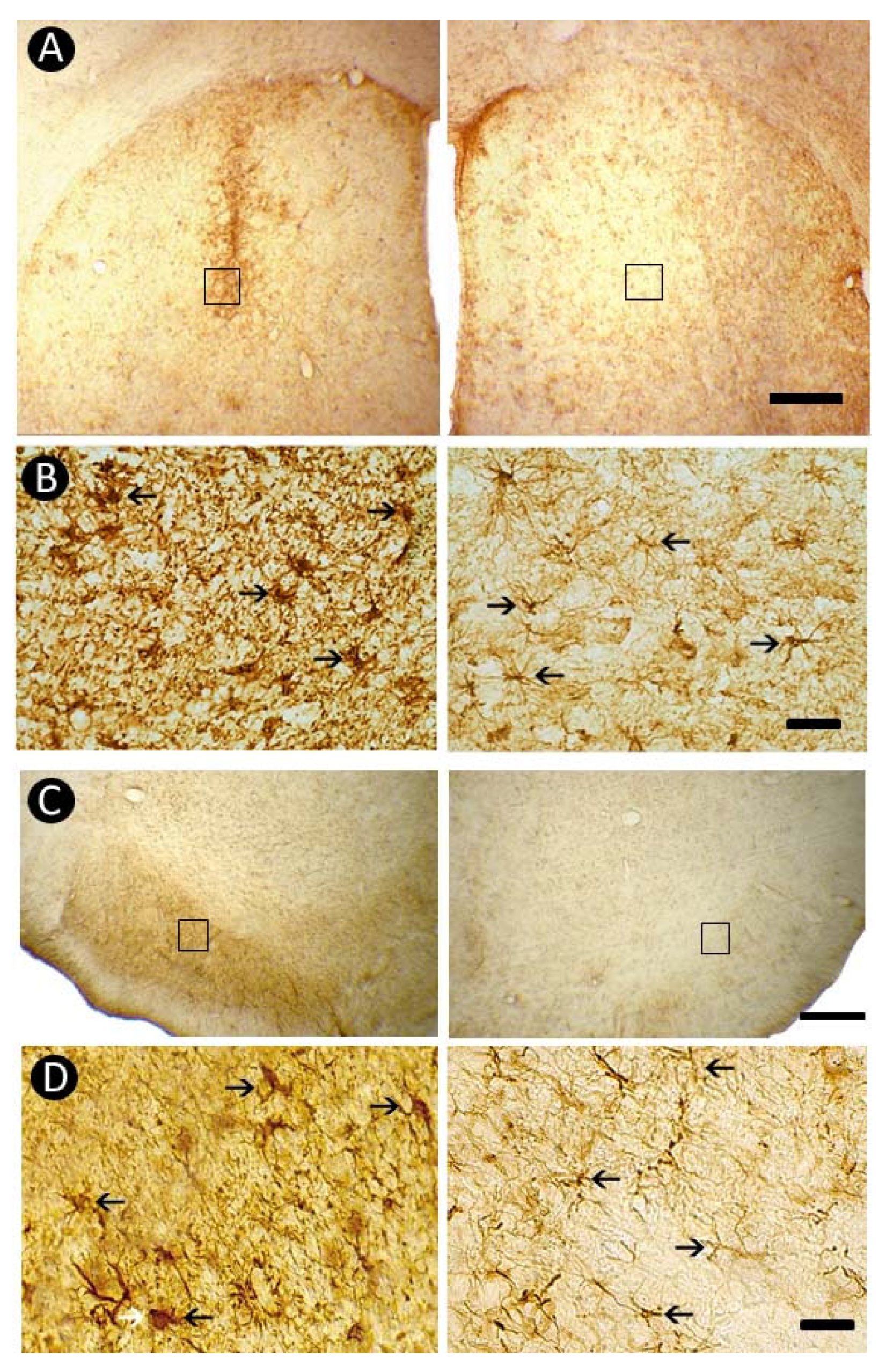 Neuroglia 06 00036 g006 Neuroglia 06 00036 g006