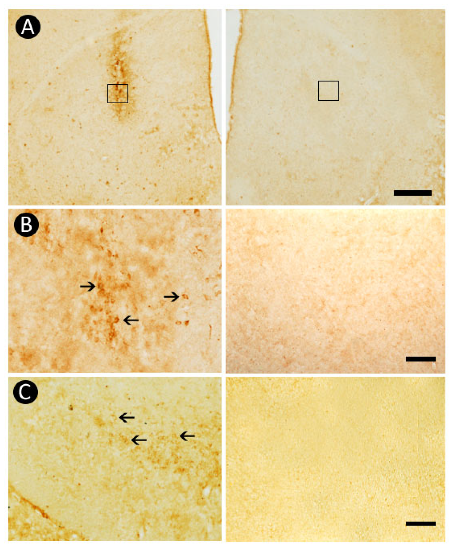Neuroglia 06 00036 g007 Neuroglia 06 00036 g007