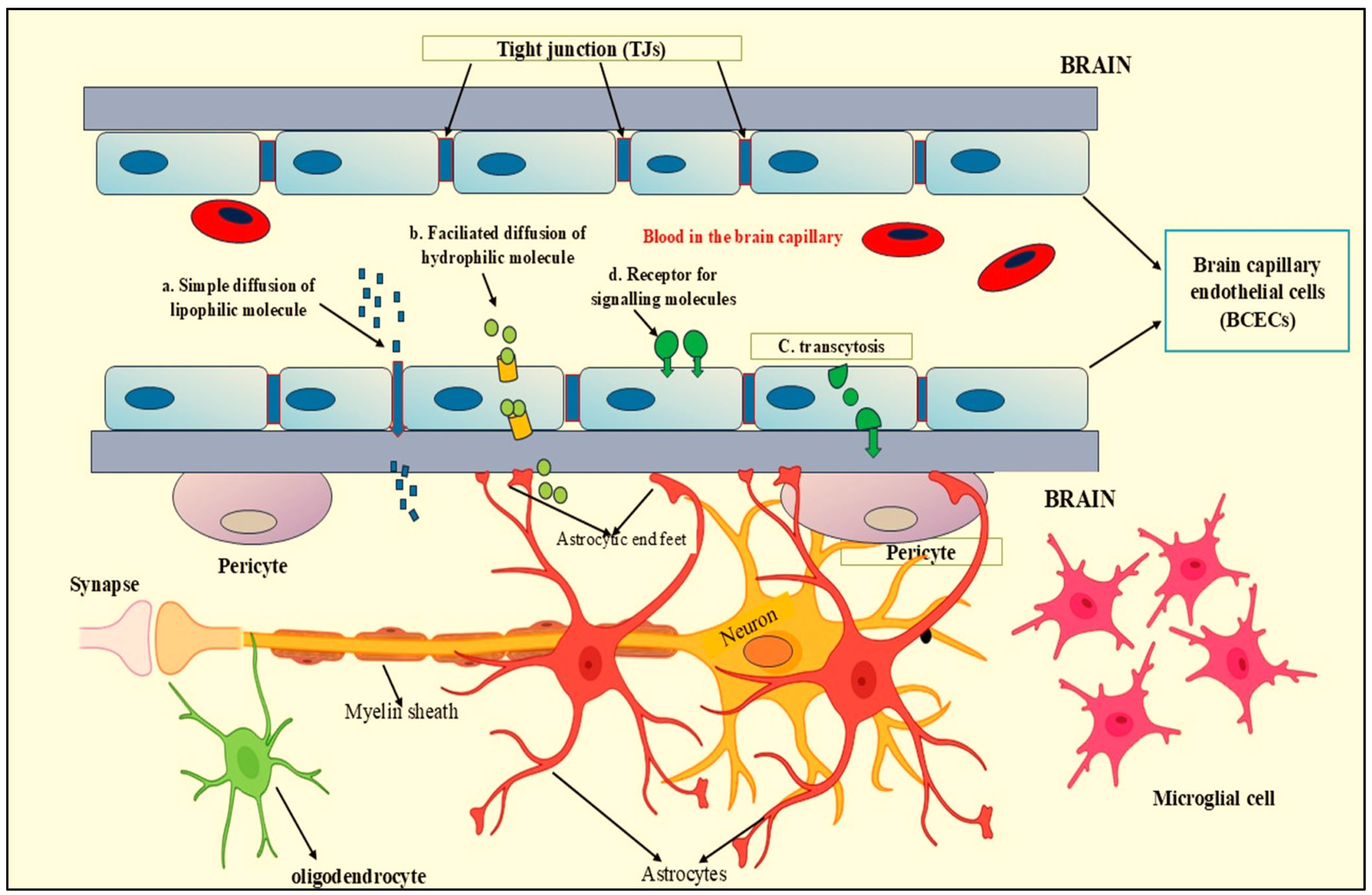 Neuroglia 06 00038 g001 Neuroglia 06 00038 g001