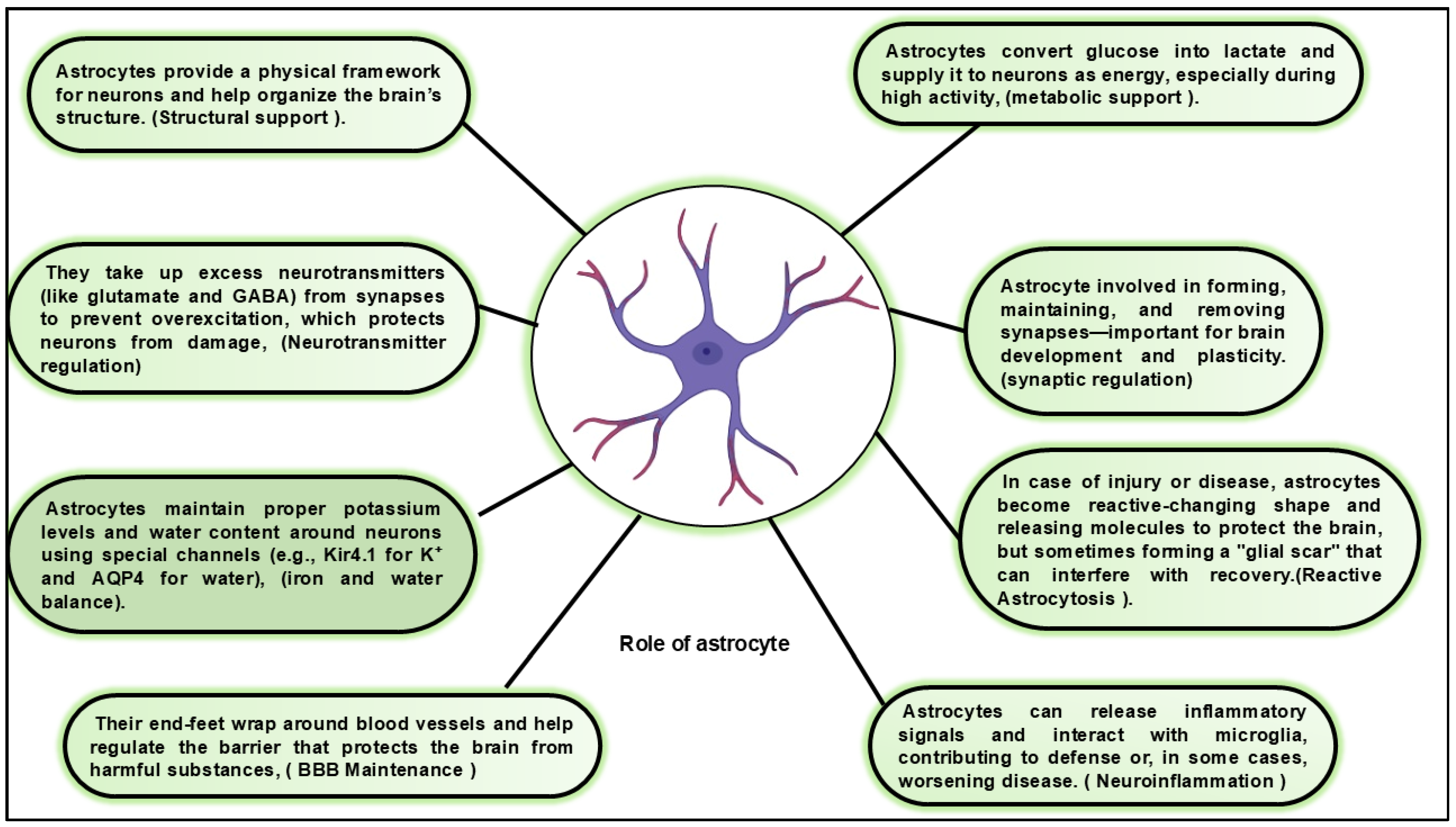 Neuroglia 06 00038 g002 Neuroglia 06 00038 g002