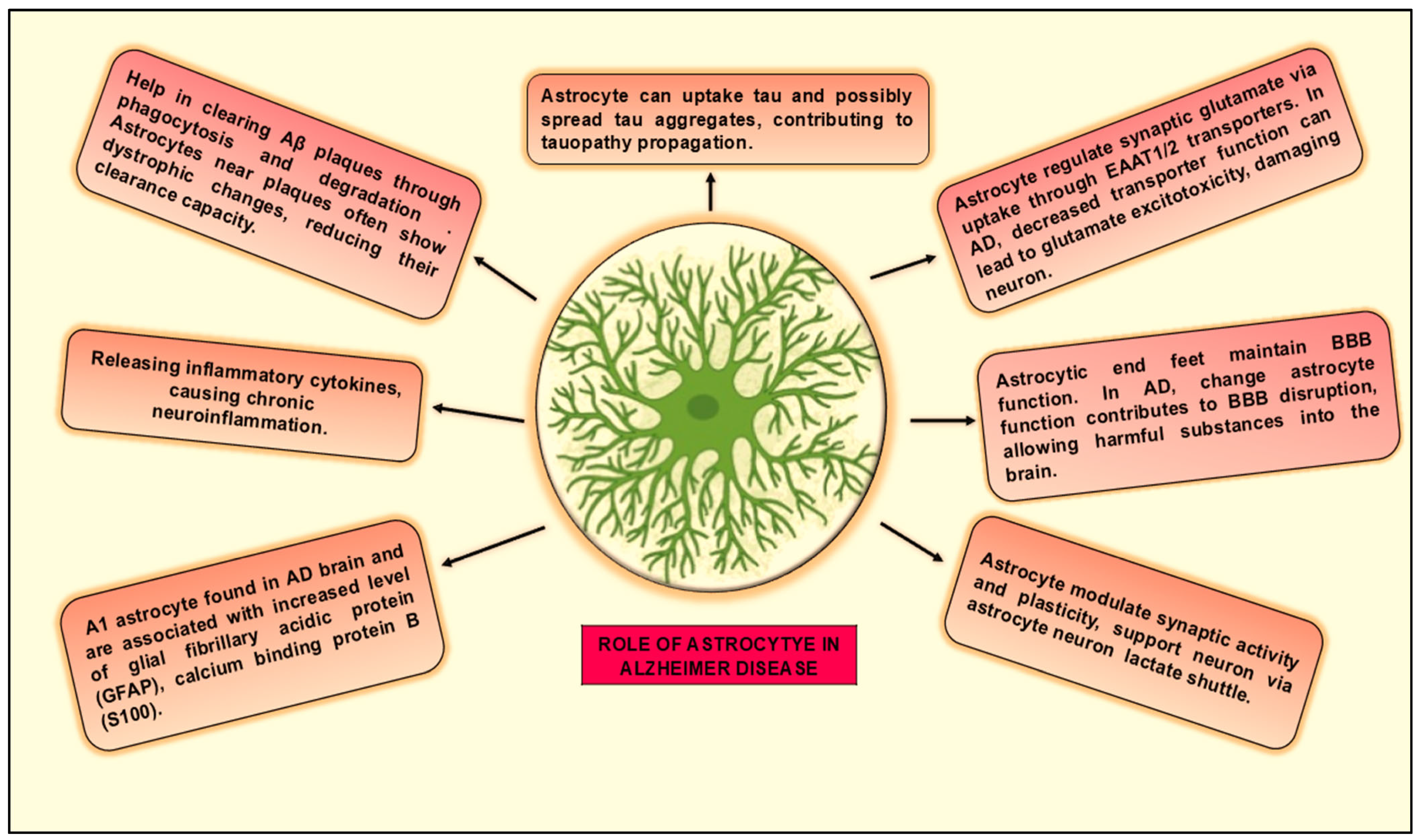 Neuroglia 06 00038 g006 Neuroglia 06 00038 g006