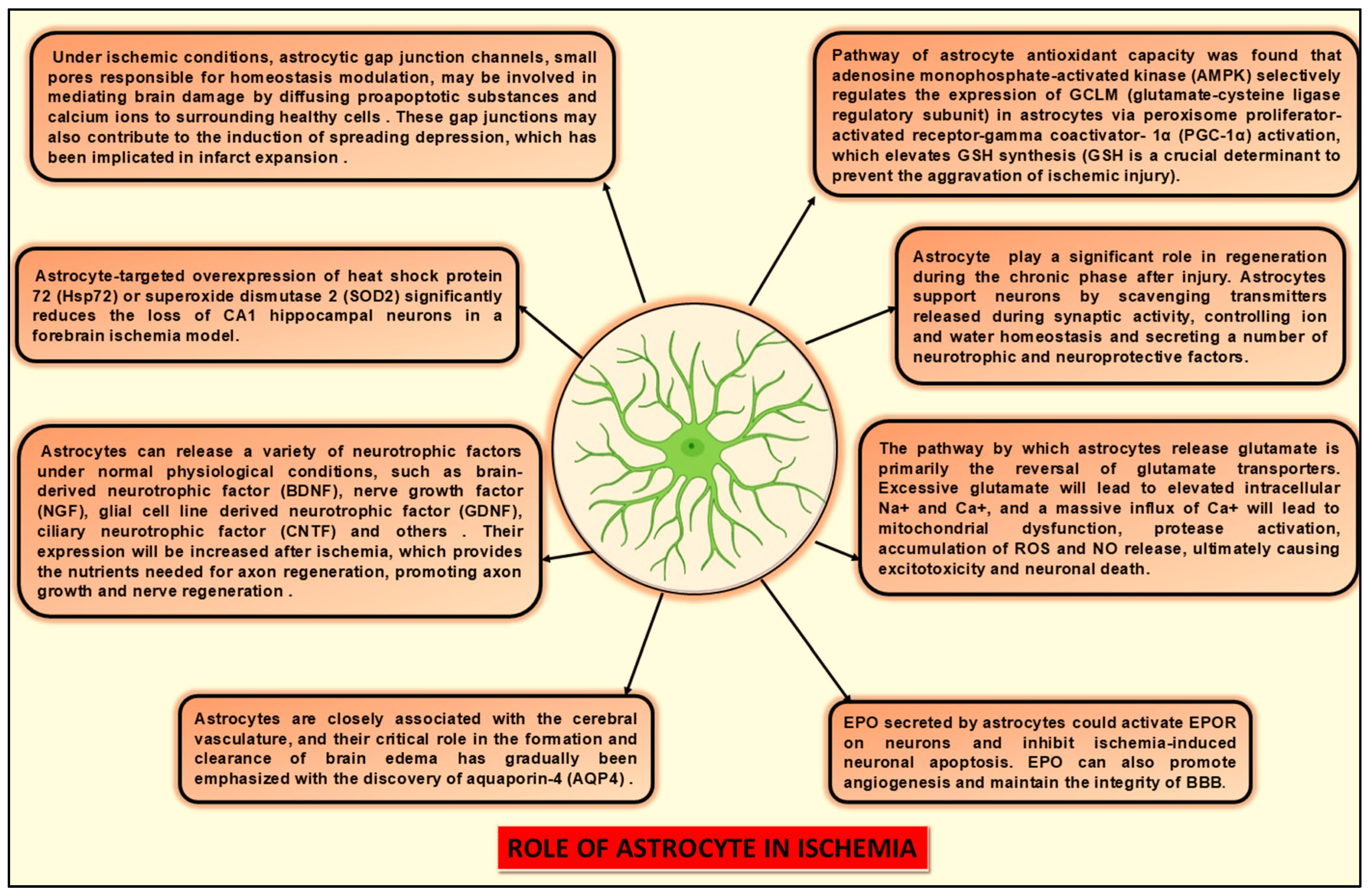 Neuroglia 06 00038 g007 Neuroglia 06 00038 g007
