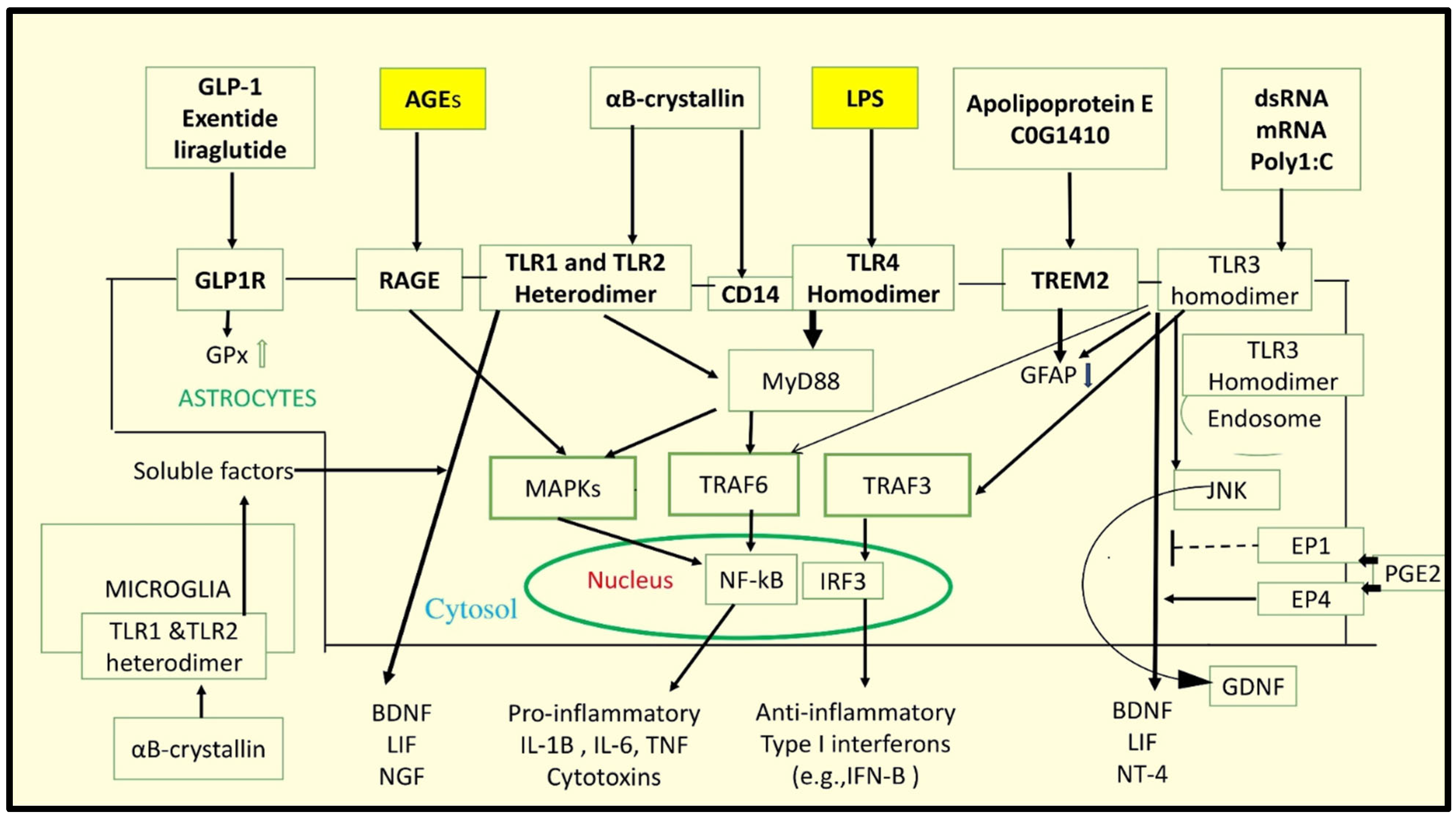 Neuroglia 06 00038 g011 Neuroglia 06 00038 g011
