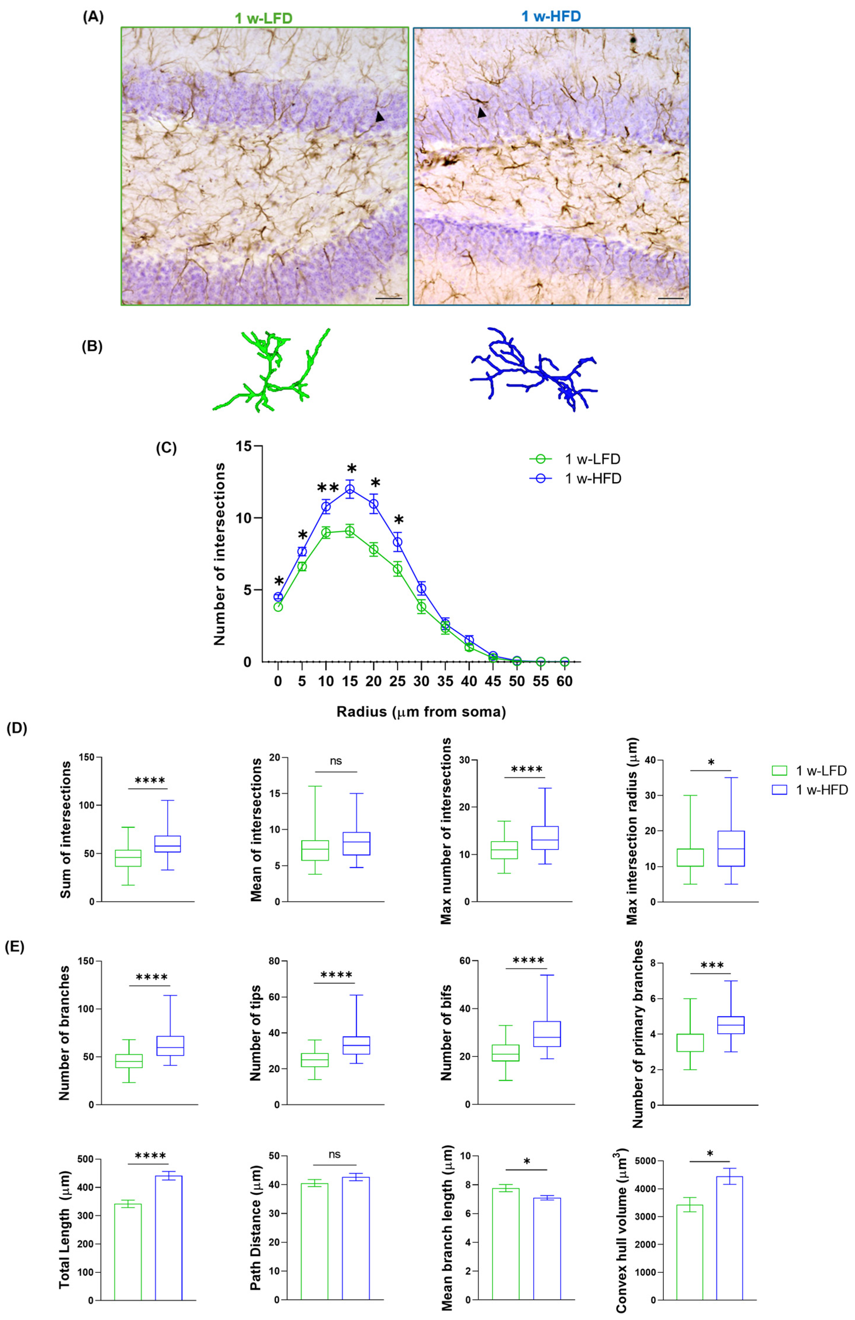 Neuroglia 07 00002 g002
