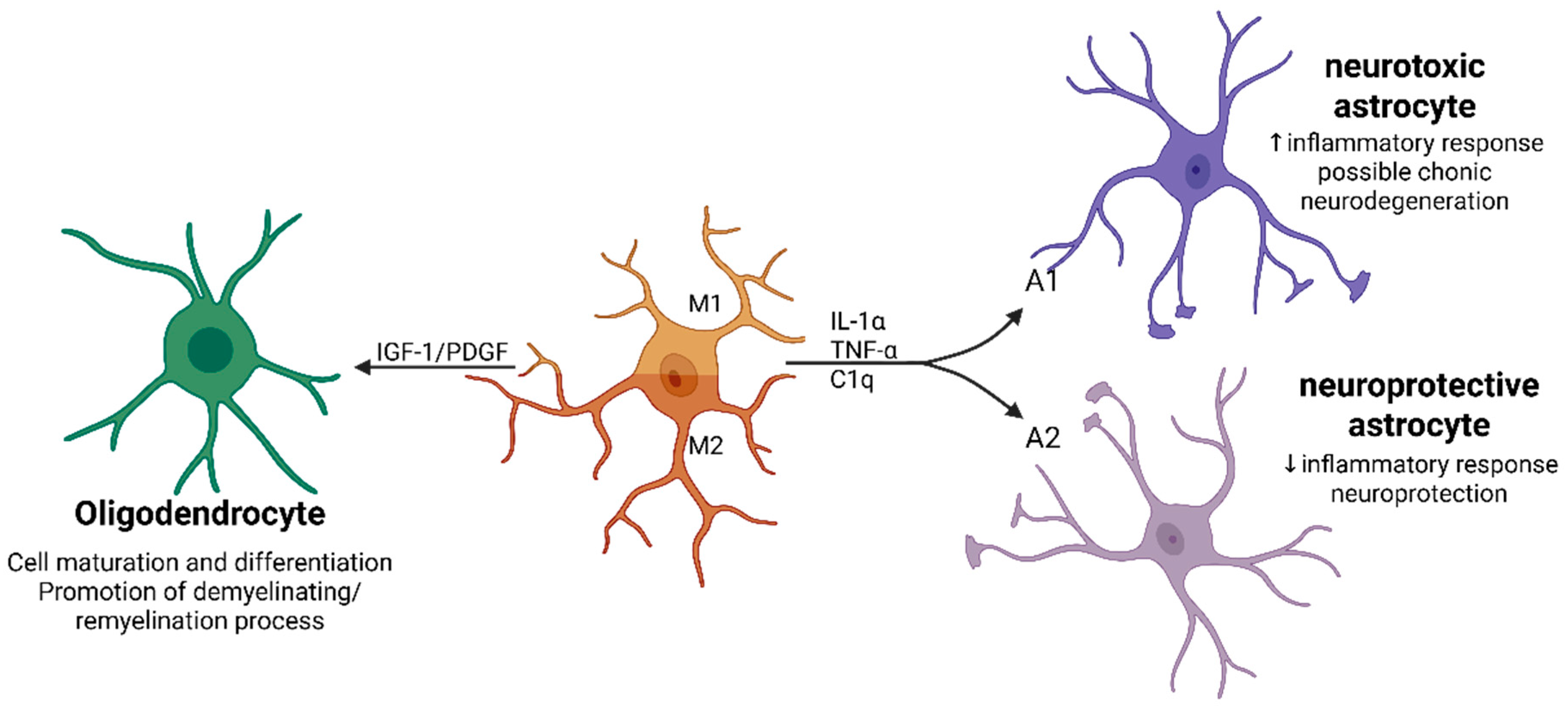 Neuroglia 07 00003 g005