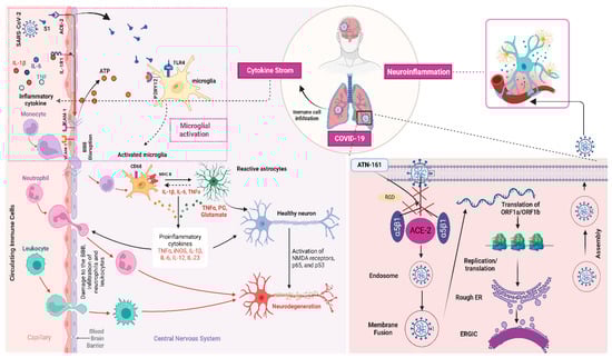 Schematic representation of SARS-CoV-2–induced neuroinflammation and neurodegeneration pathways.