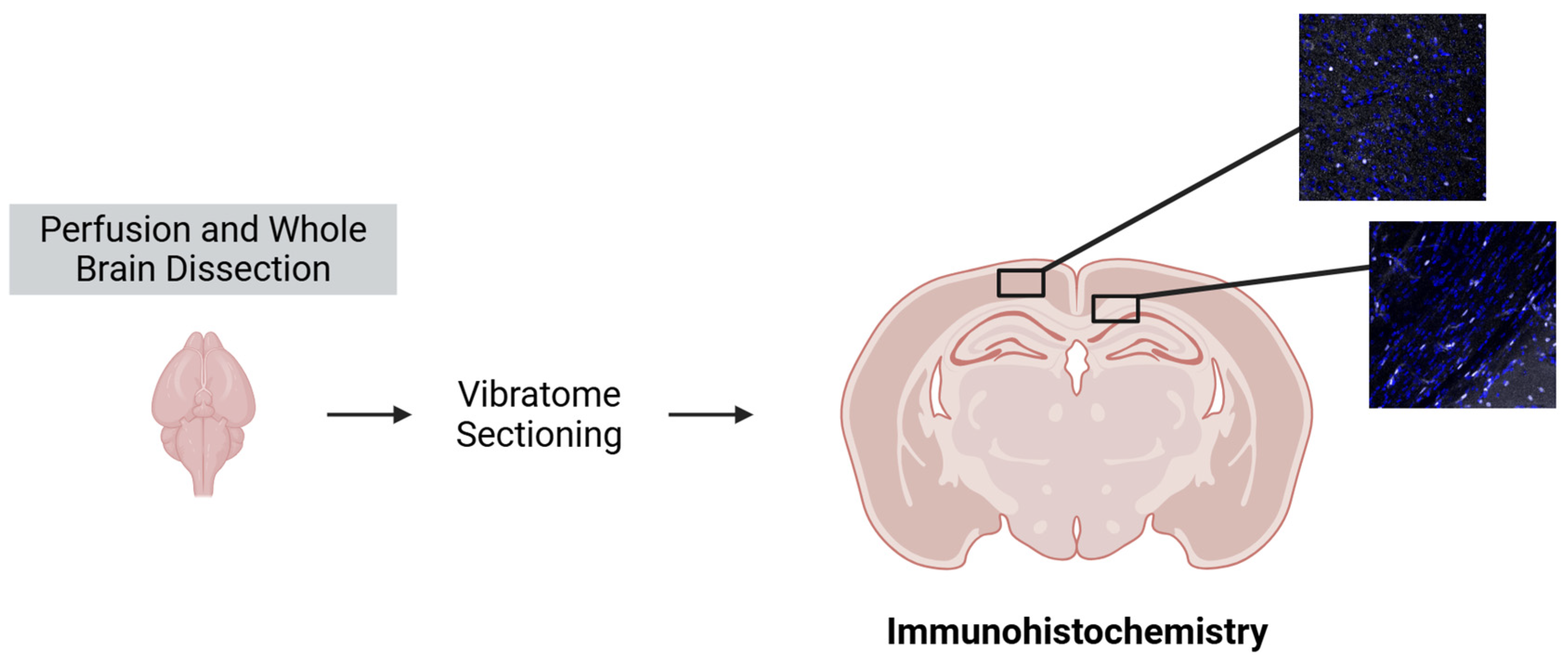 Neuroglia 07 00024 g001 Neuroglia 07 00024 g001