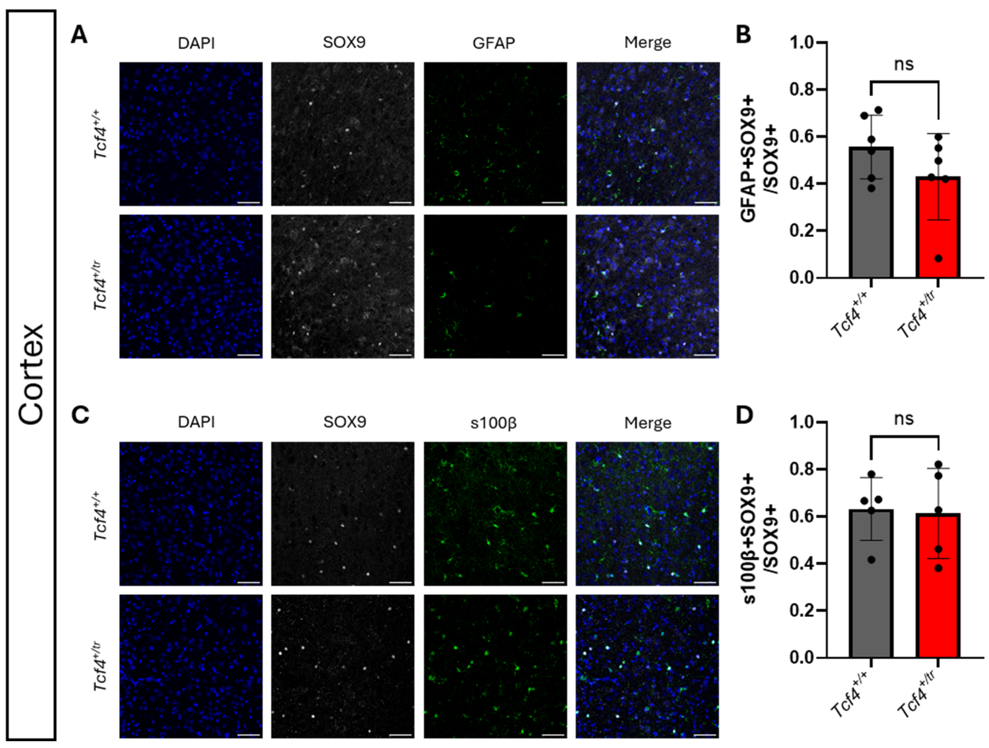 Neuroglia 07 00024 g004 Neuroglia 07 00024 g004