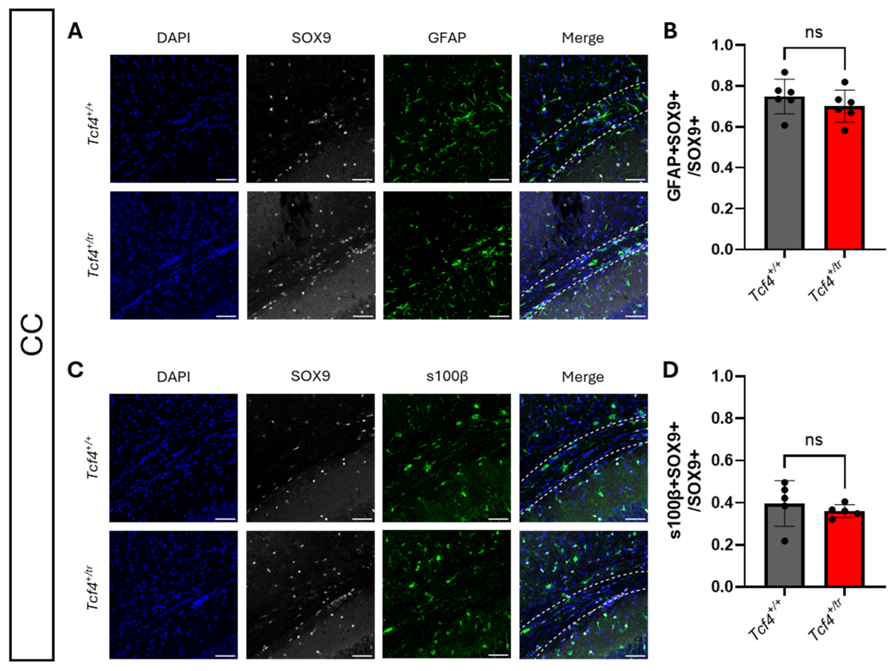 Neuroglia 07 00024 g005 Neuroglia 07 00024 g005